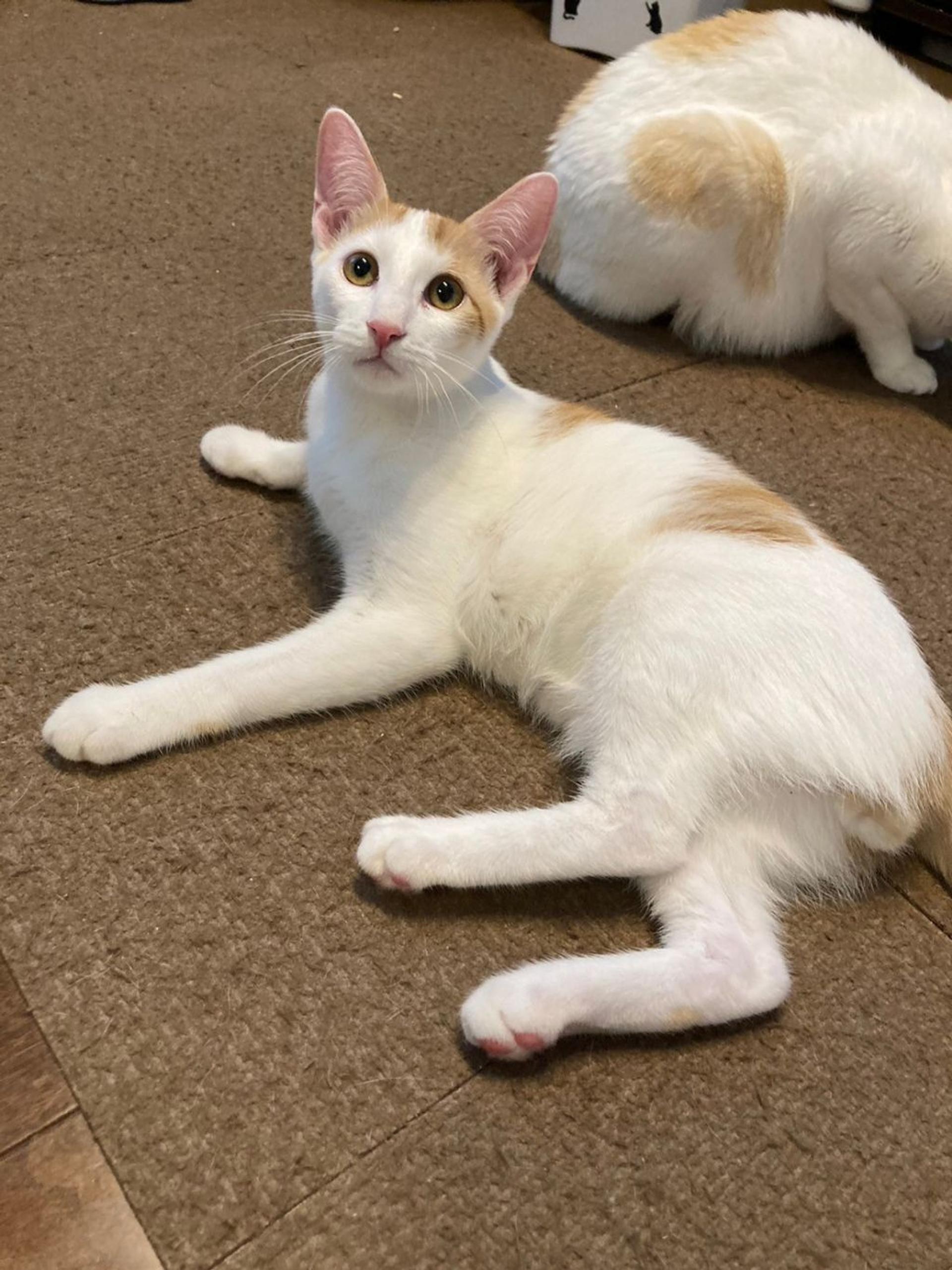 pet-image-3