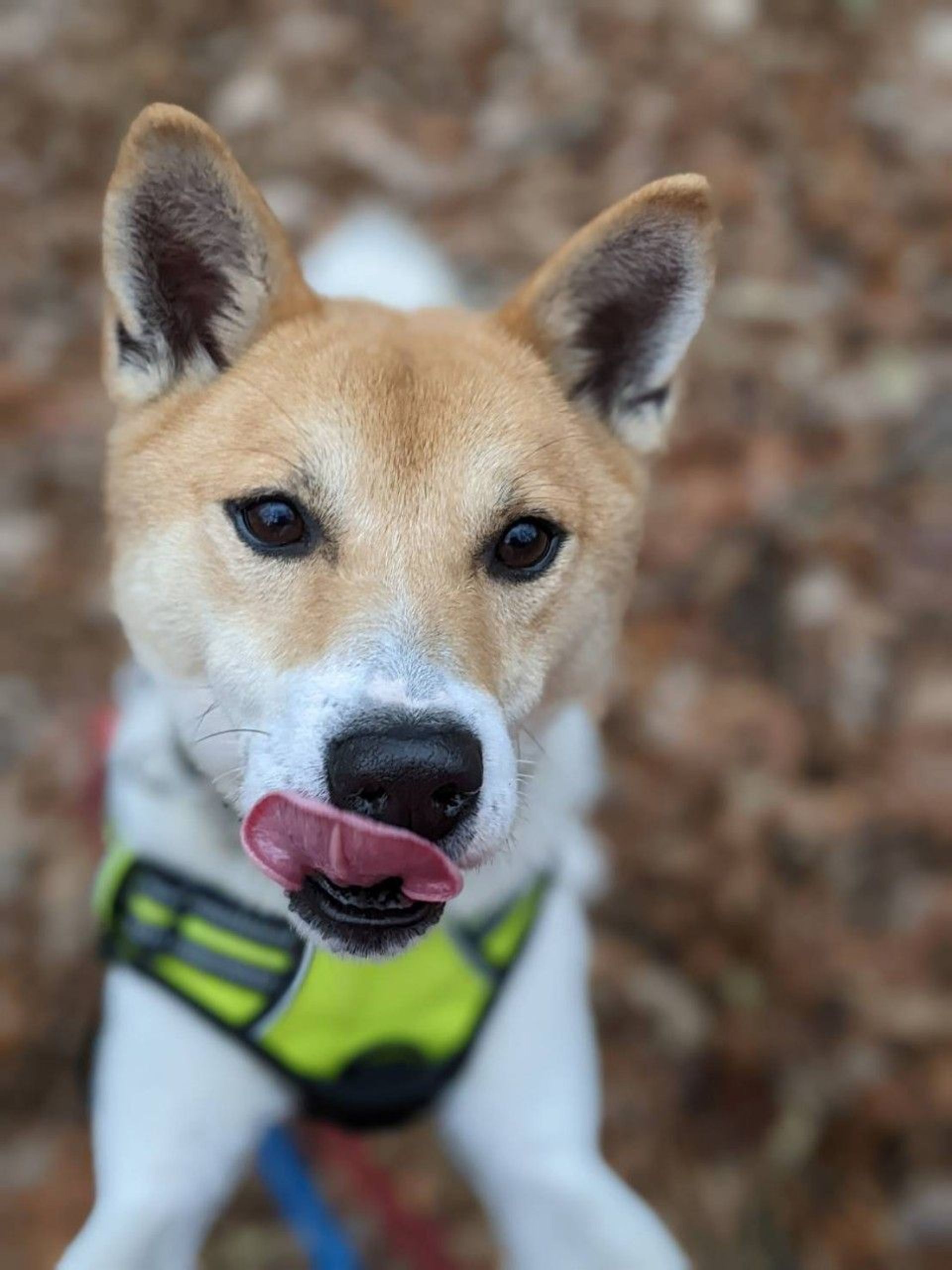 雑種（ミックス犬）・オスの里親募集の写真
