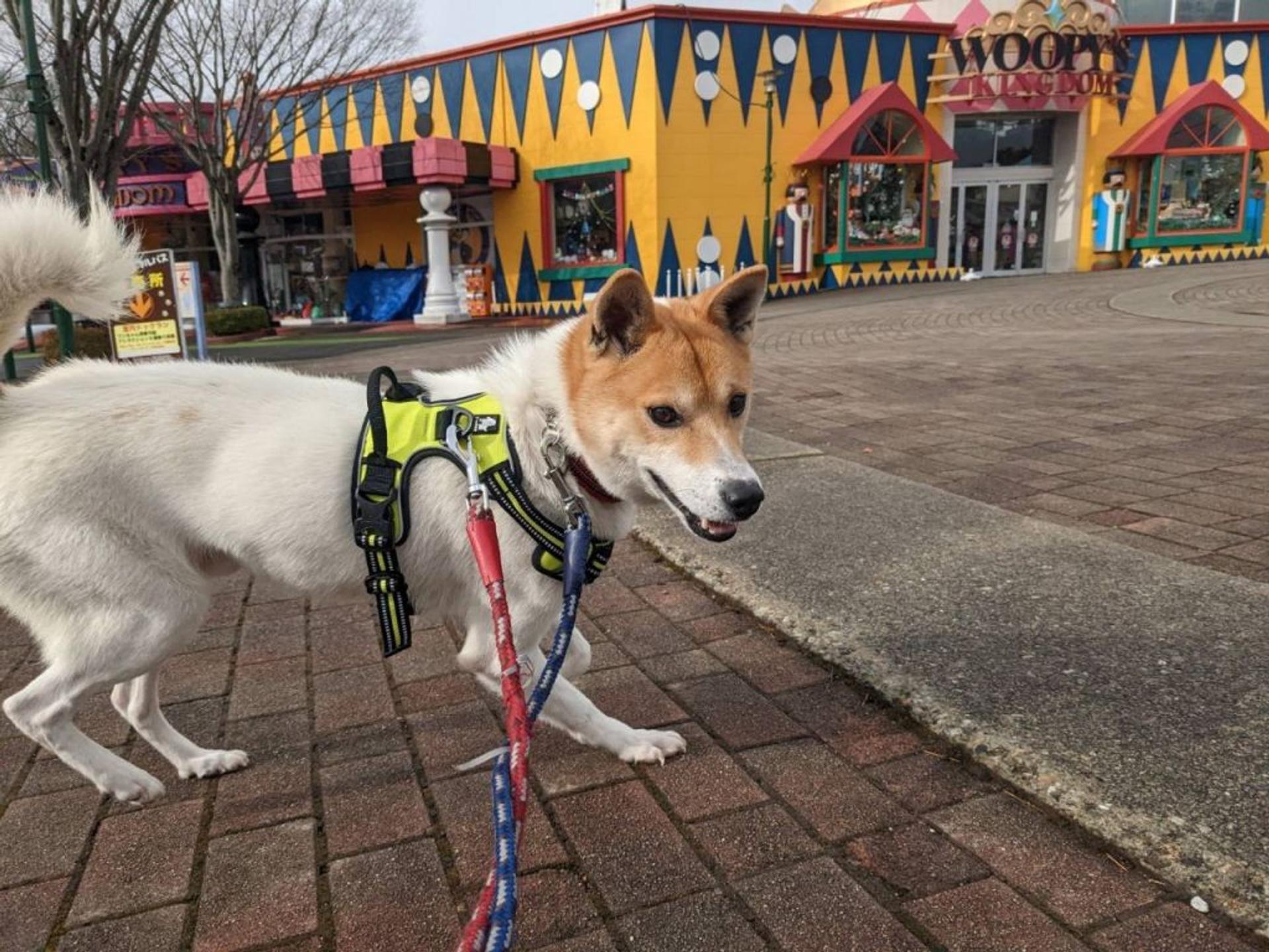 pet-image-3