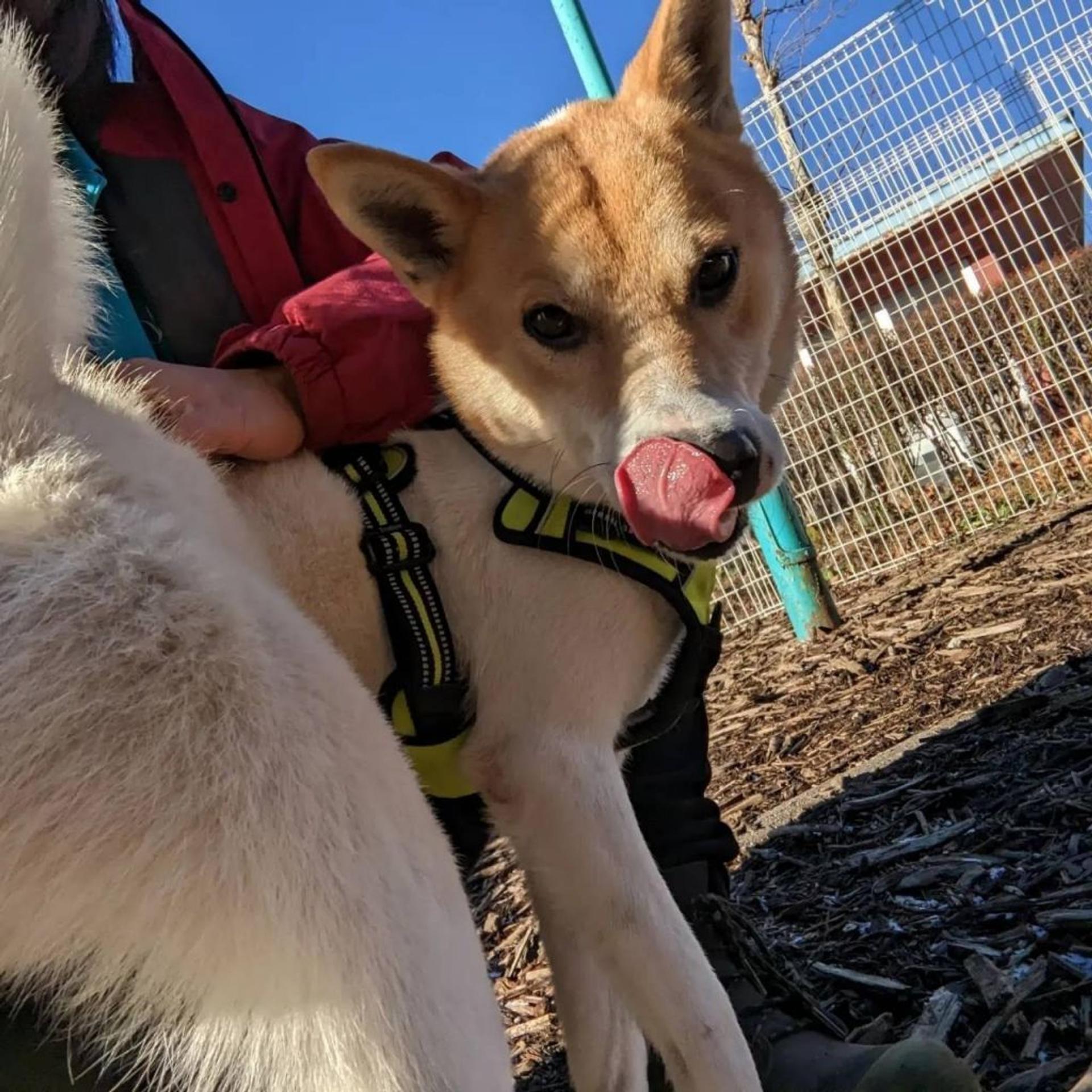 pet-image-5