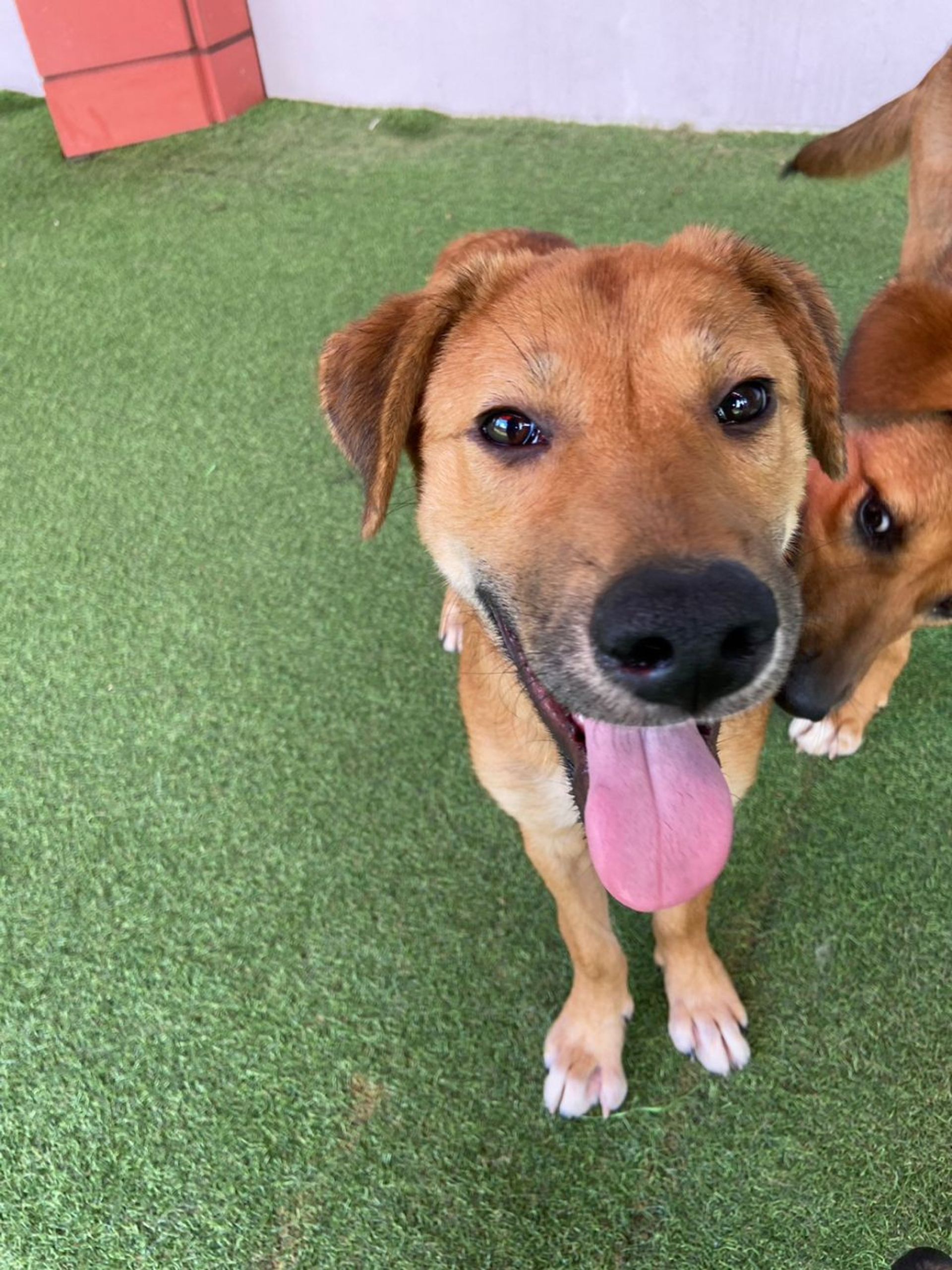雑種（ミックス犬）・オスの里親募集の写真