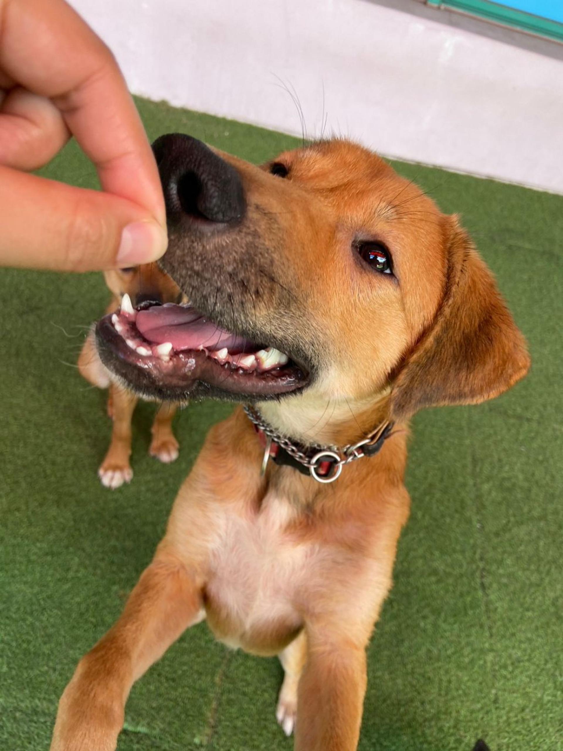 pet-image-2