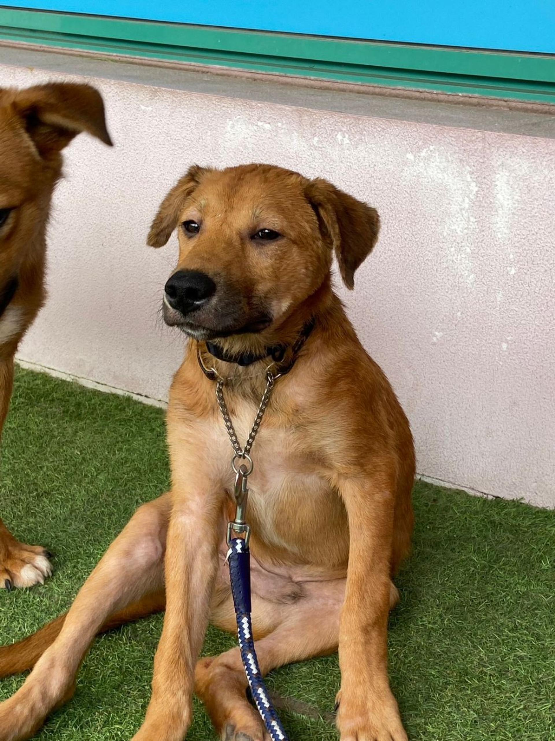 pet-image-3