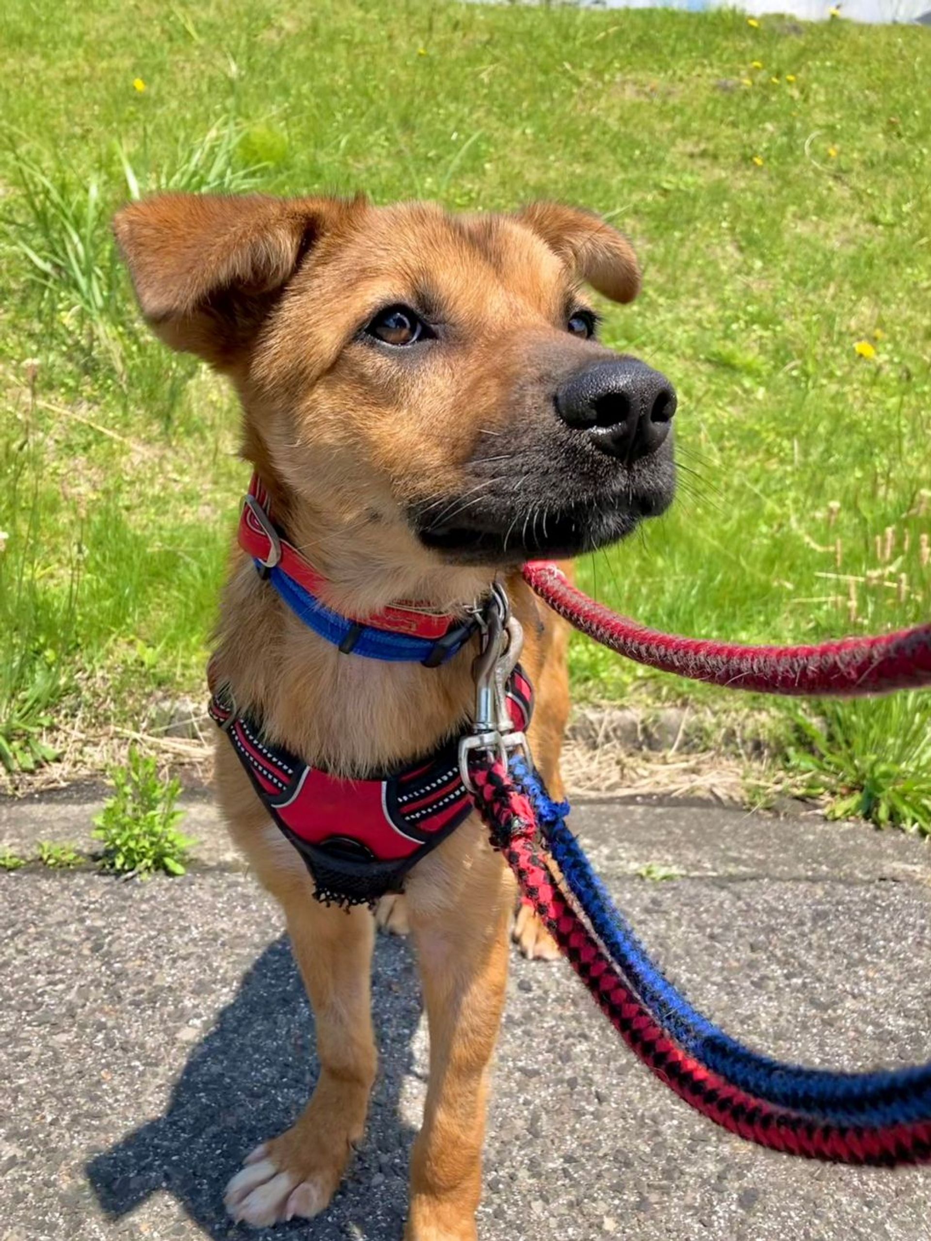 雑種（ミックス犬）・オスの里親募集の写真