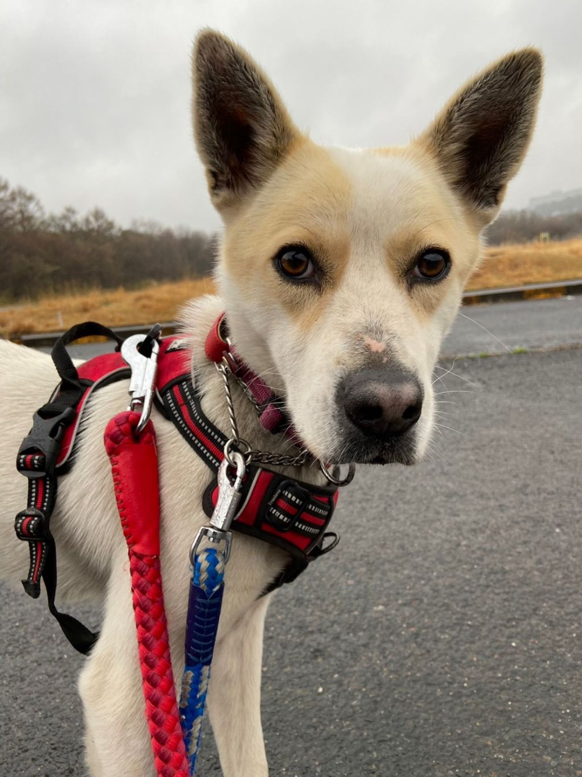 雑種（ミックス犬）・メスの里親募集の写真