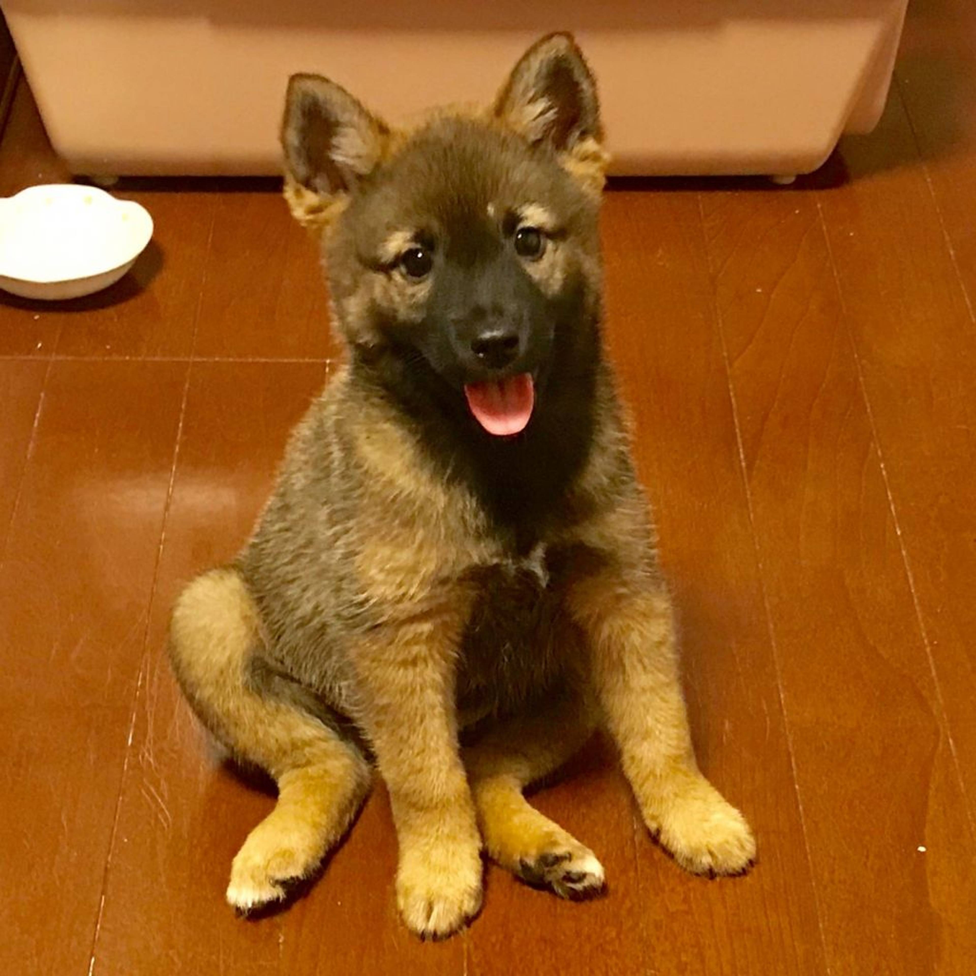 雑種（ミックス犬）・メスの里親募集の写真