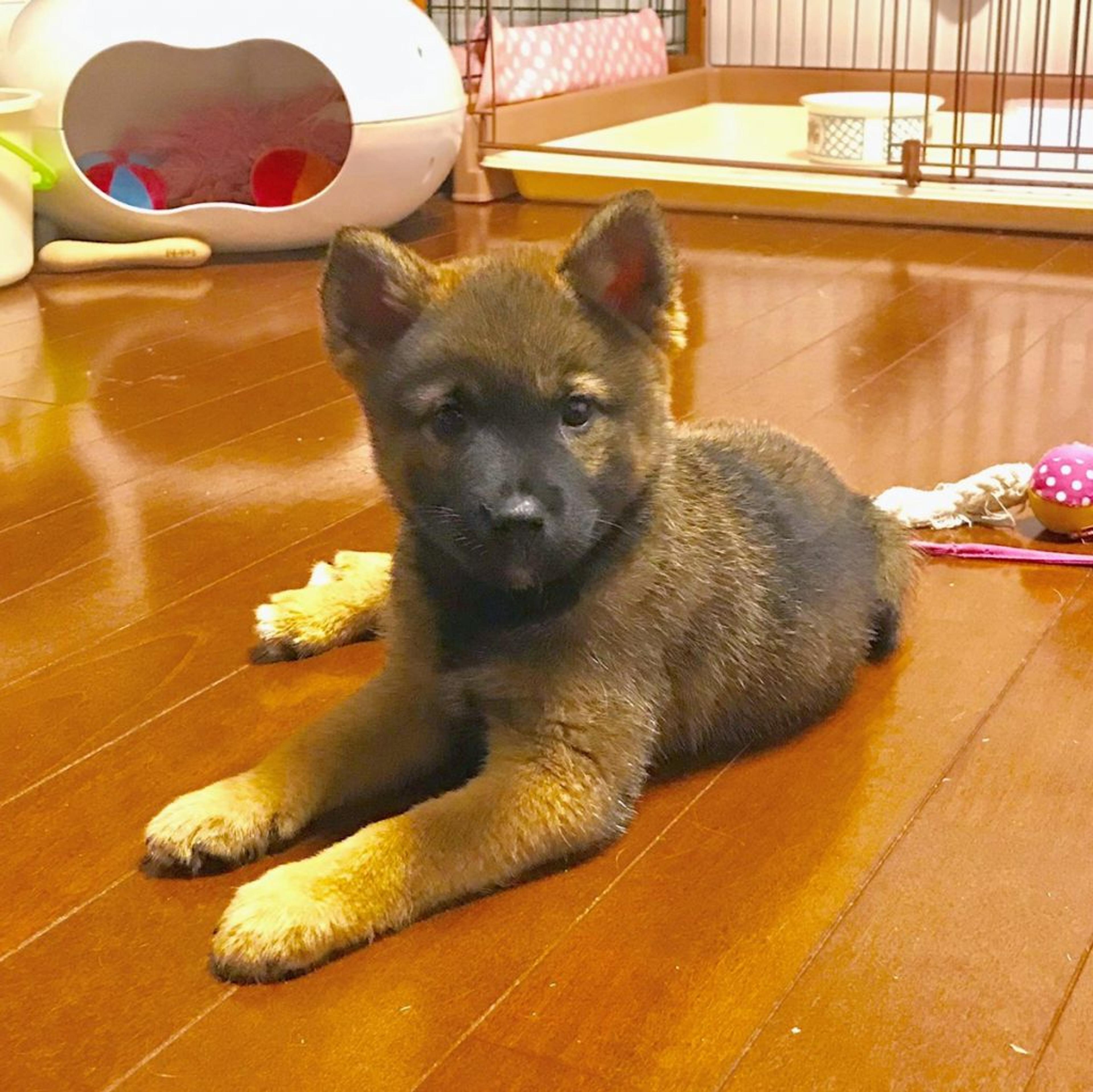 pet-image-3