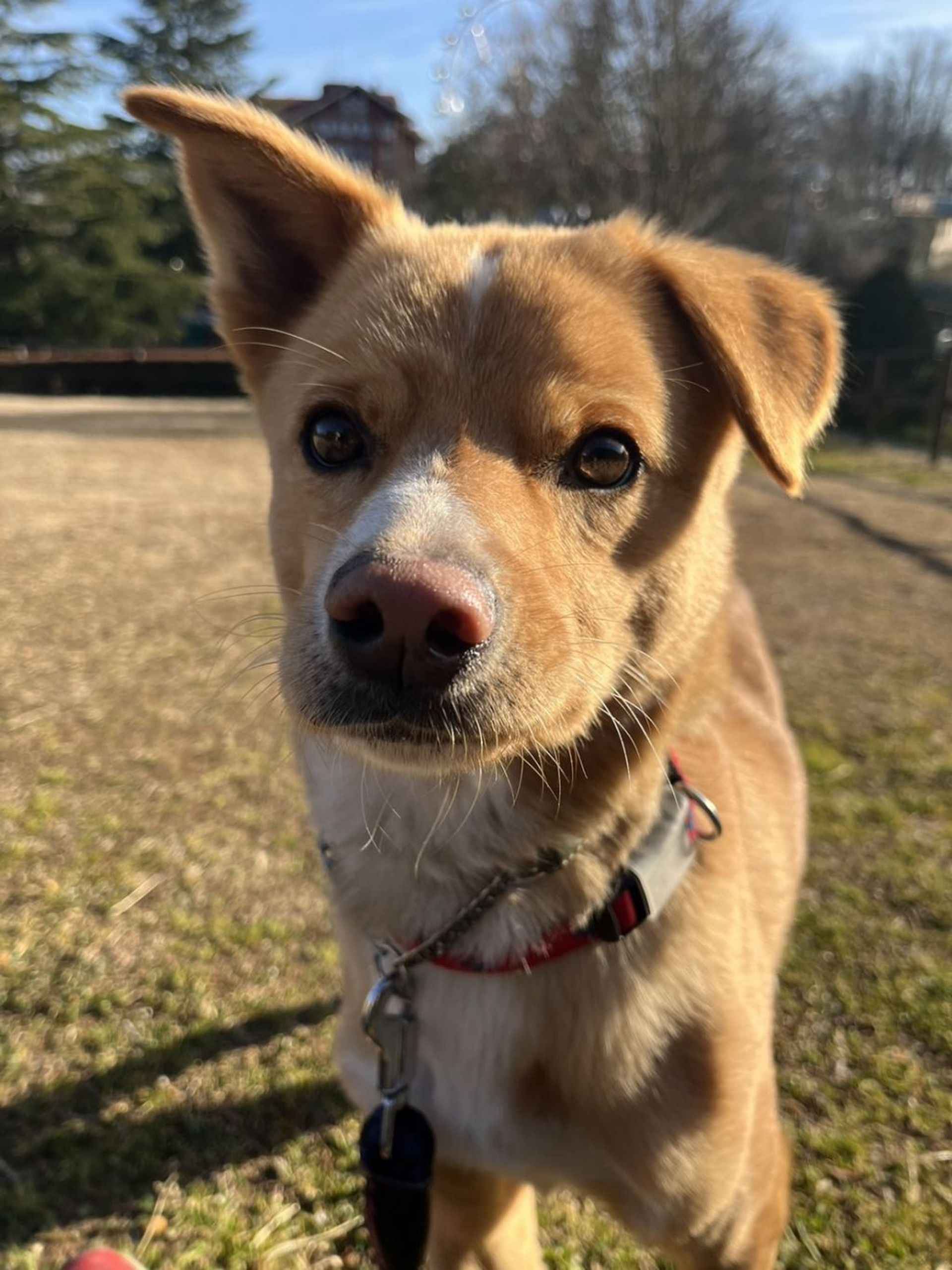 雑種（ミックス犬）・オスの里親募集の写真