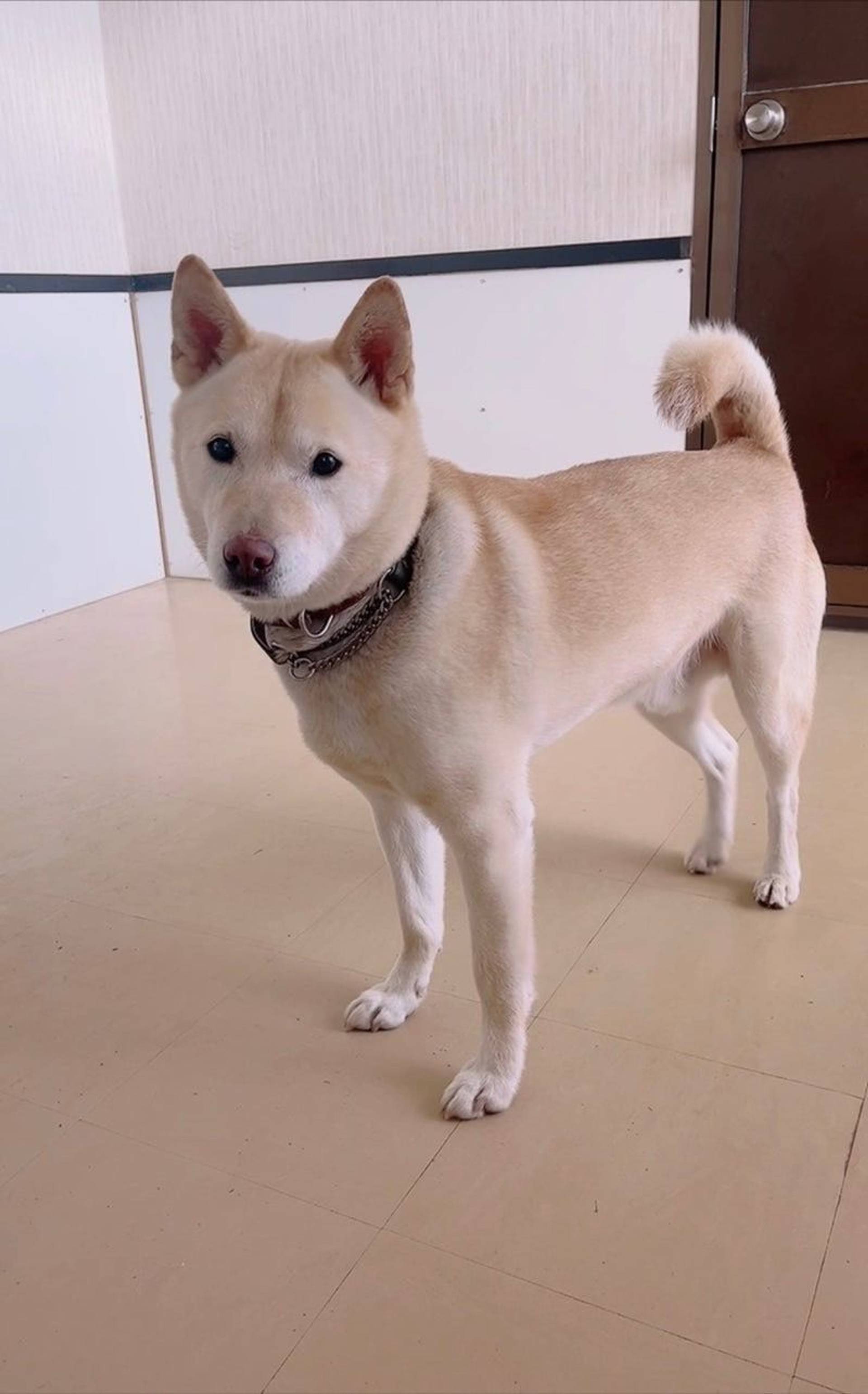 雑種（ミックス犬）・オスの里親募集の写真