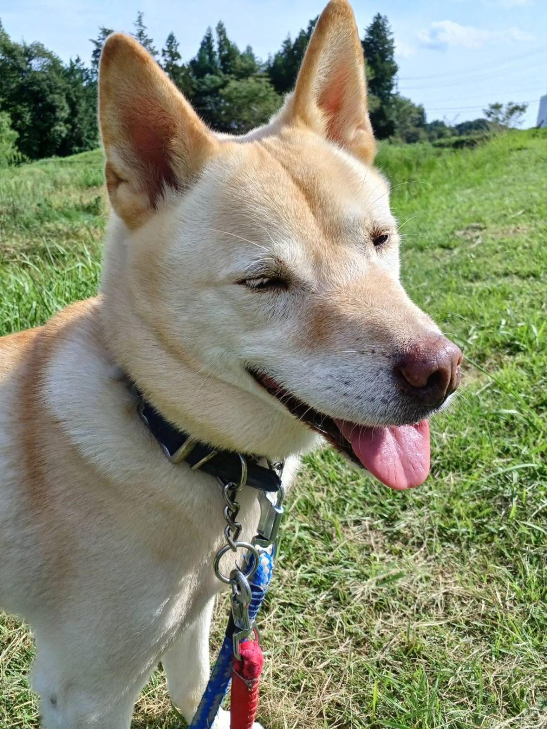 pet-image-5