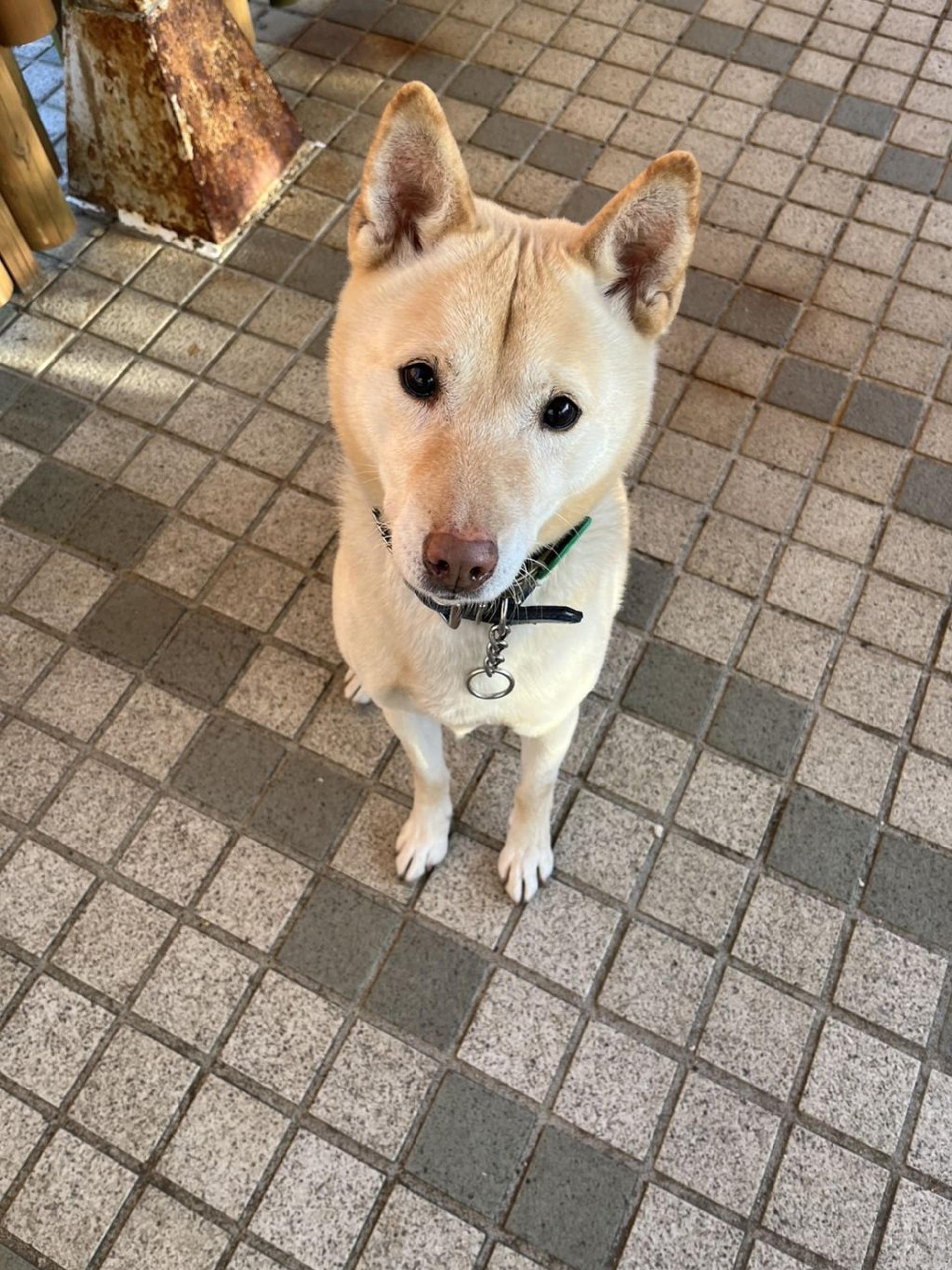 pet-image-6