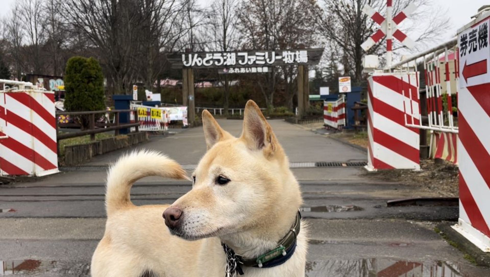 雑種（ミックス犬）・オスの里親募集の写真