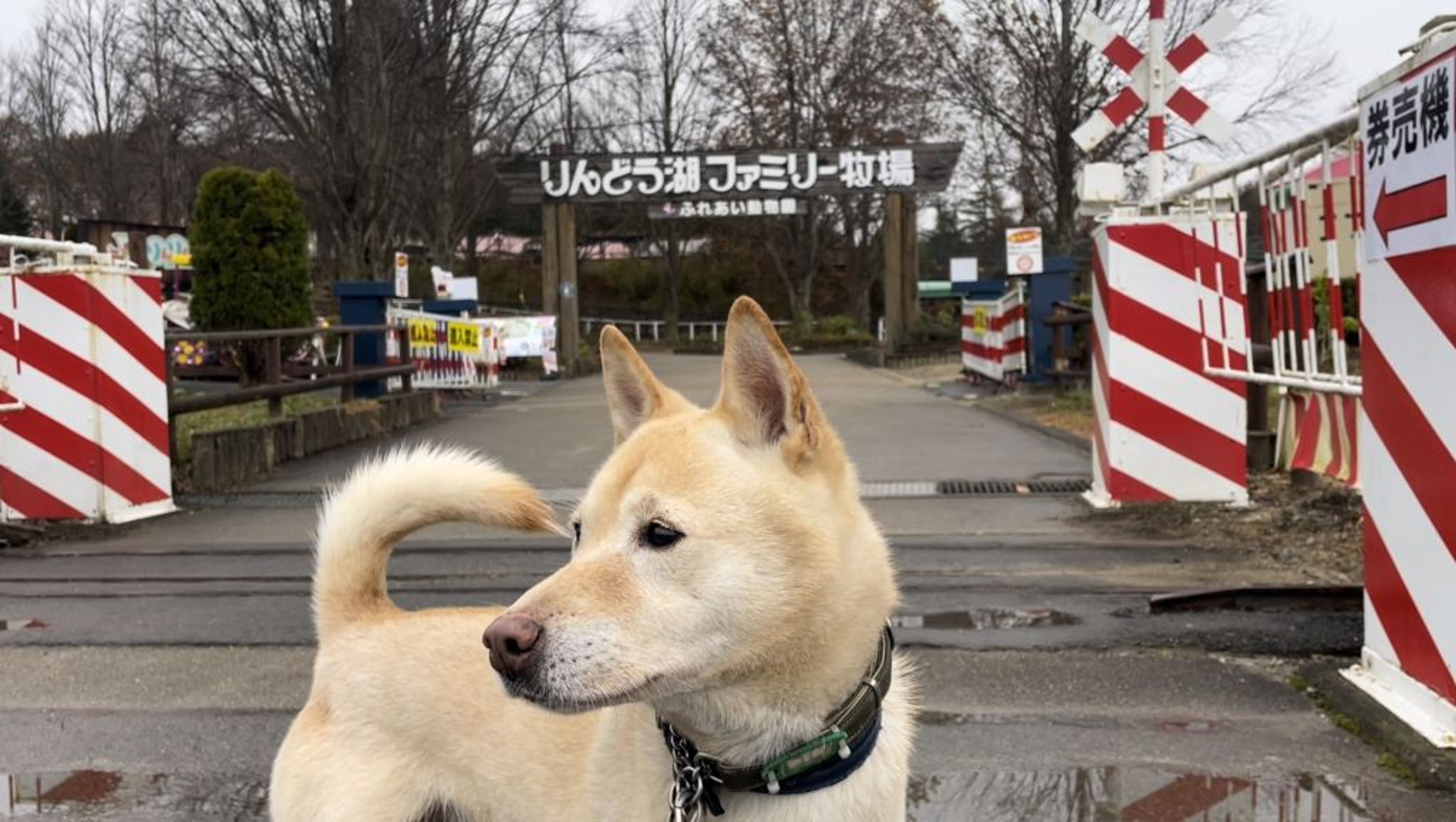 雑種（ミックス犬）・オスの里親募集の写真