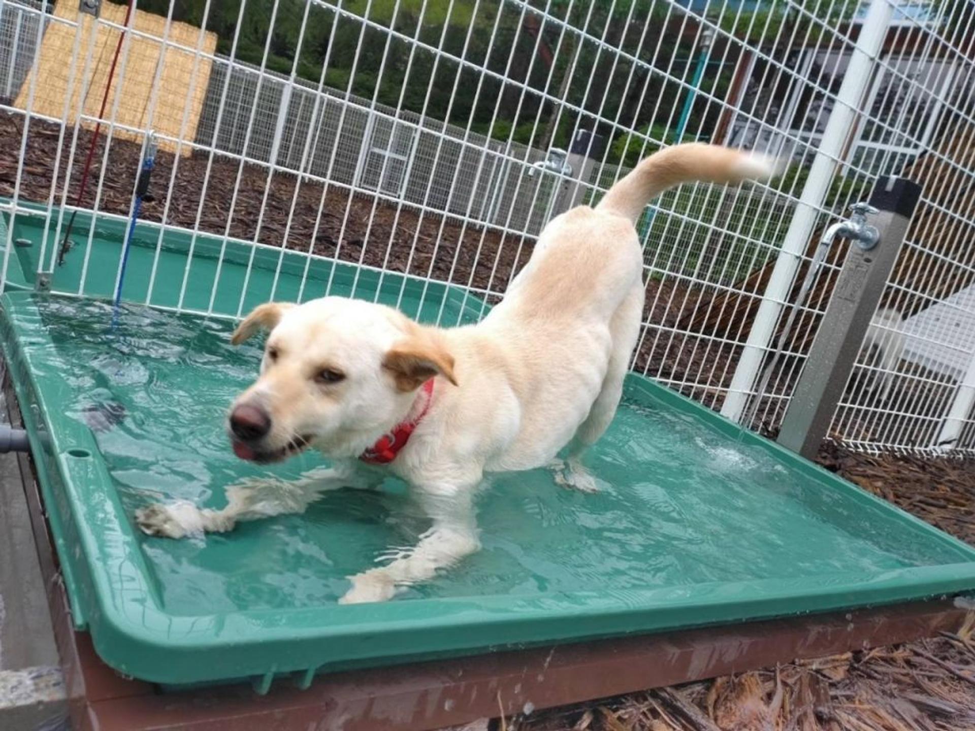 pet-image-4