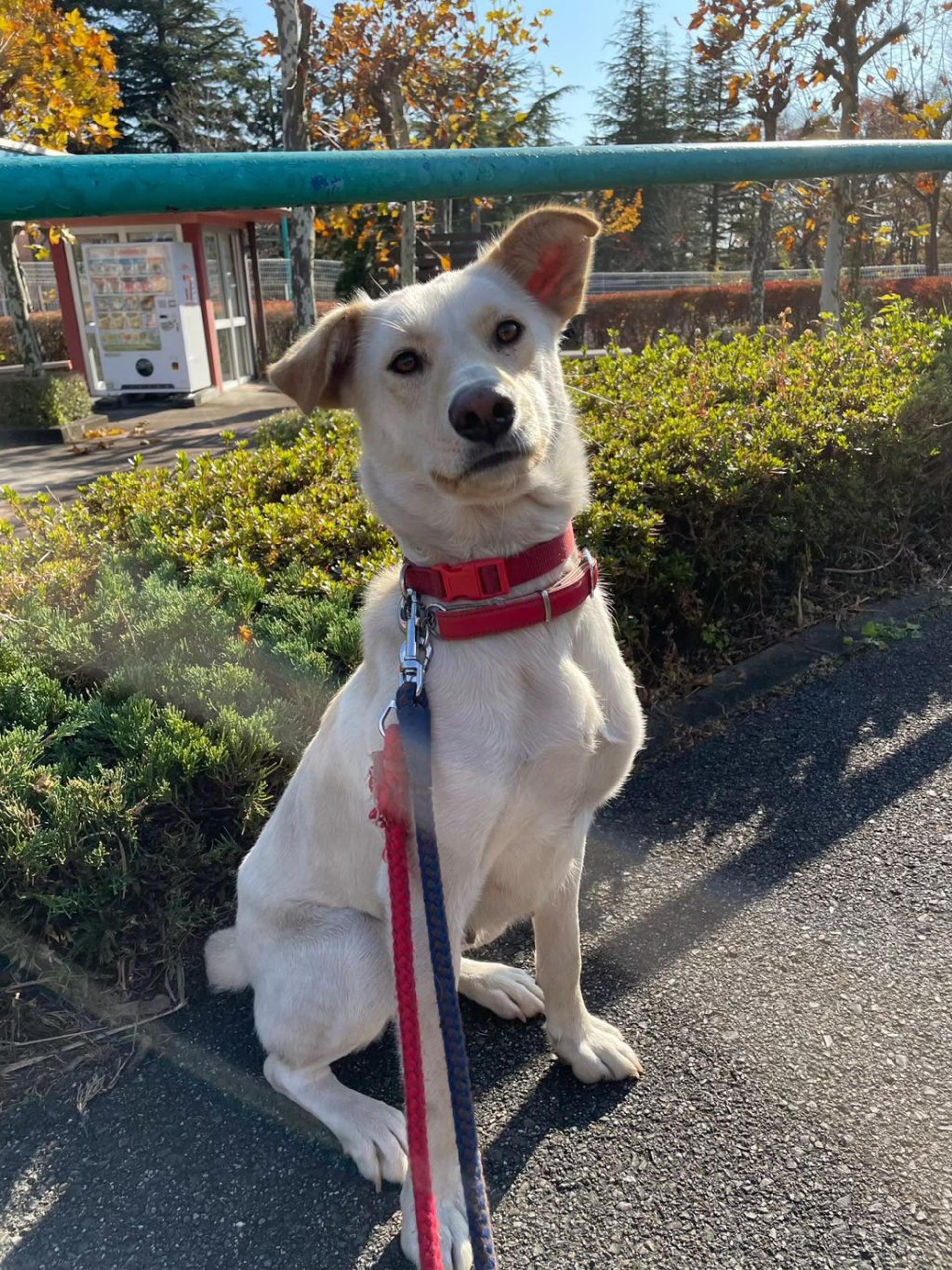 pet-image-2