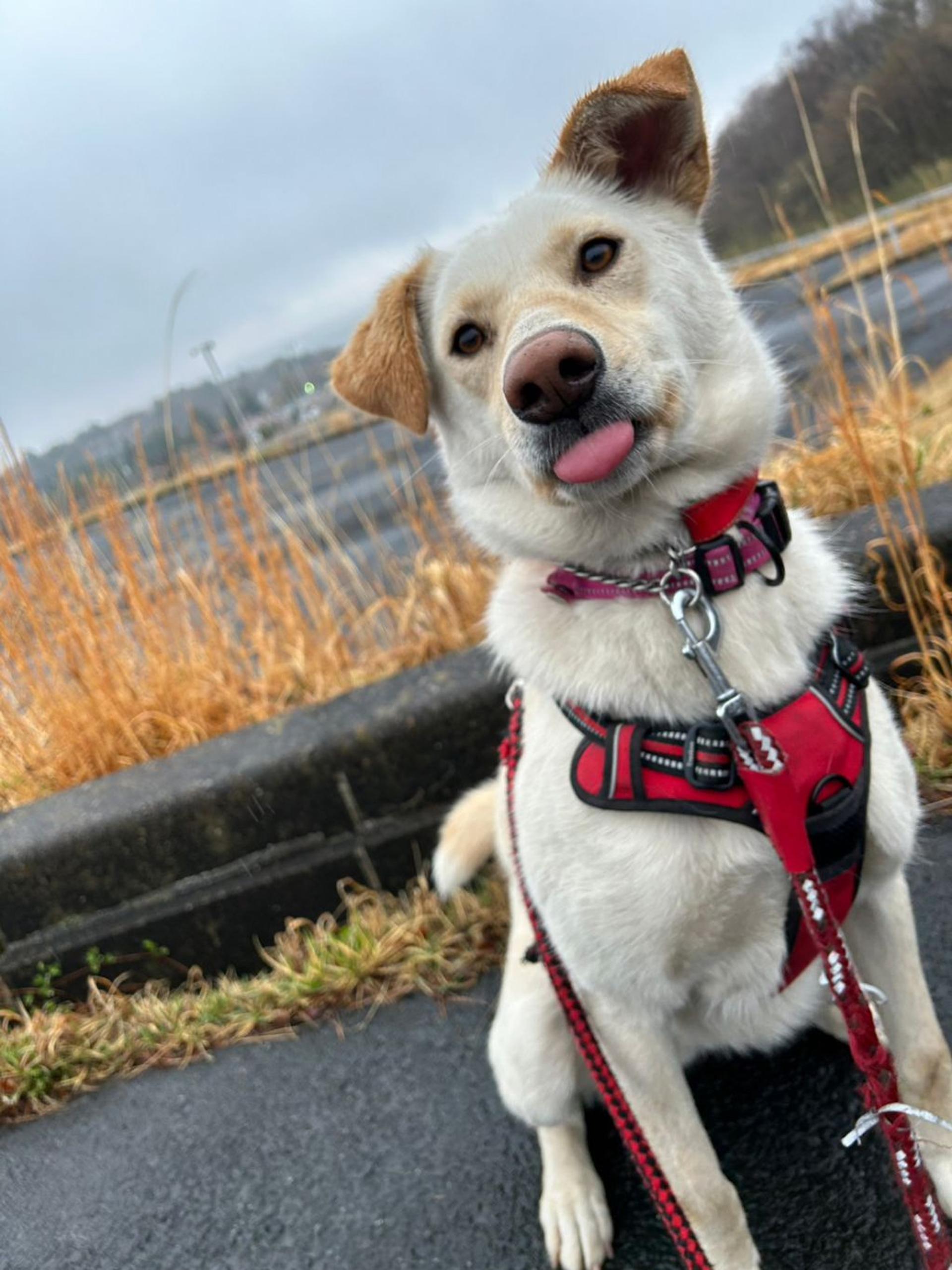 pet-image-9