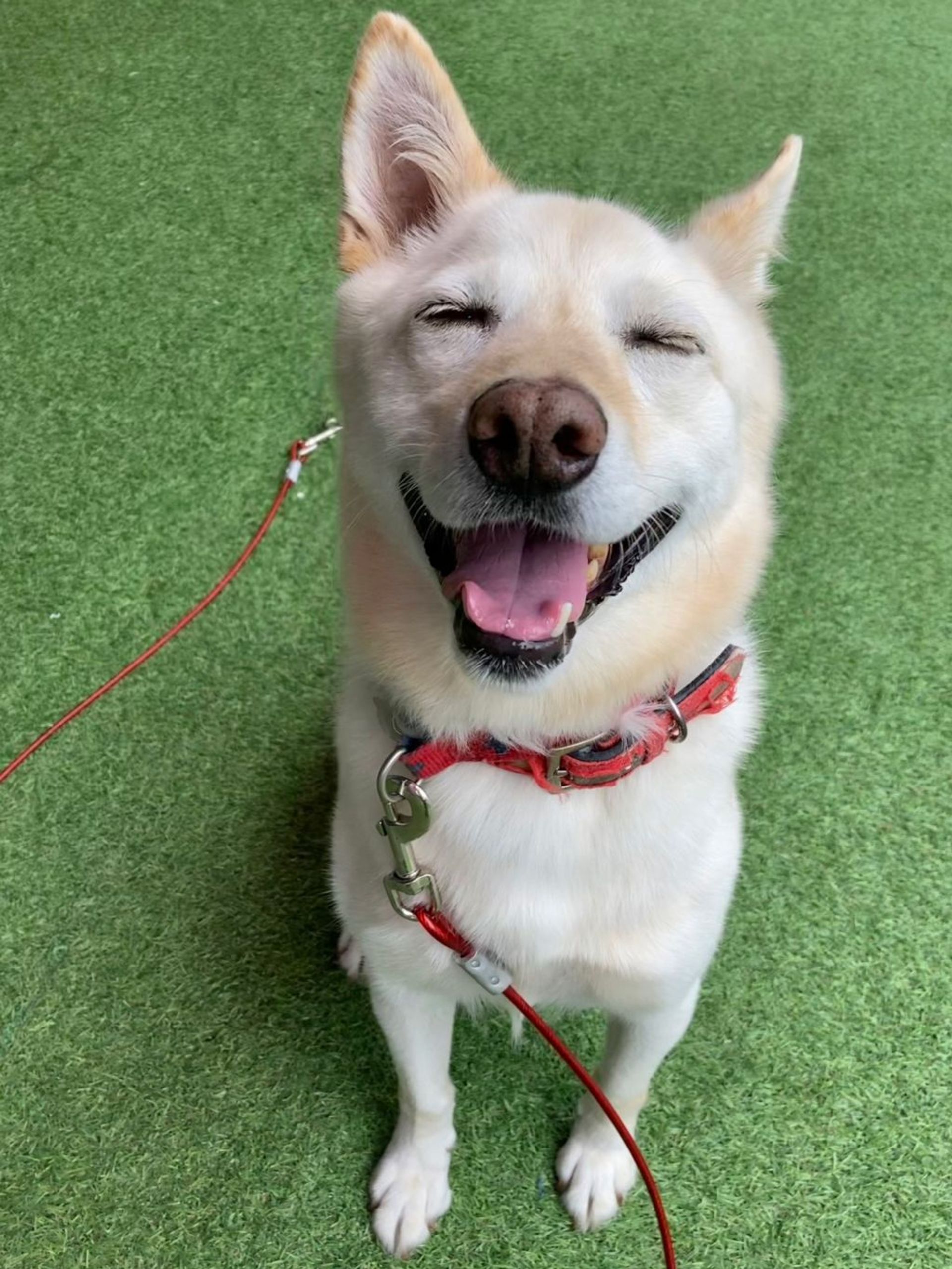 雑種（ミックス犬）・オスの里親募集の写真