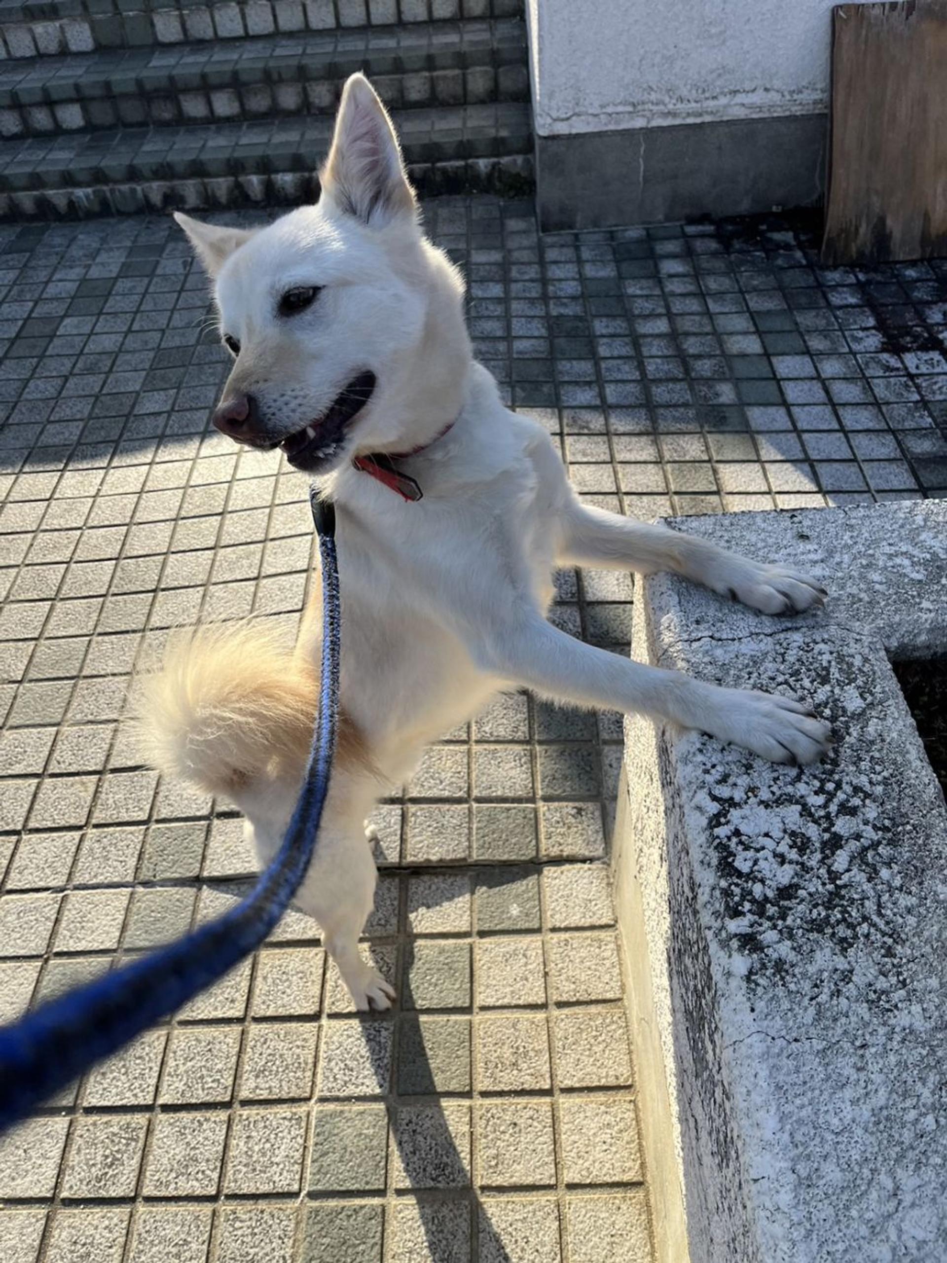 pet-image-7