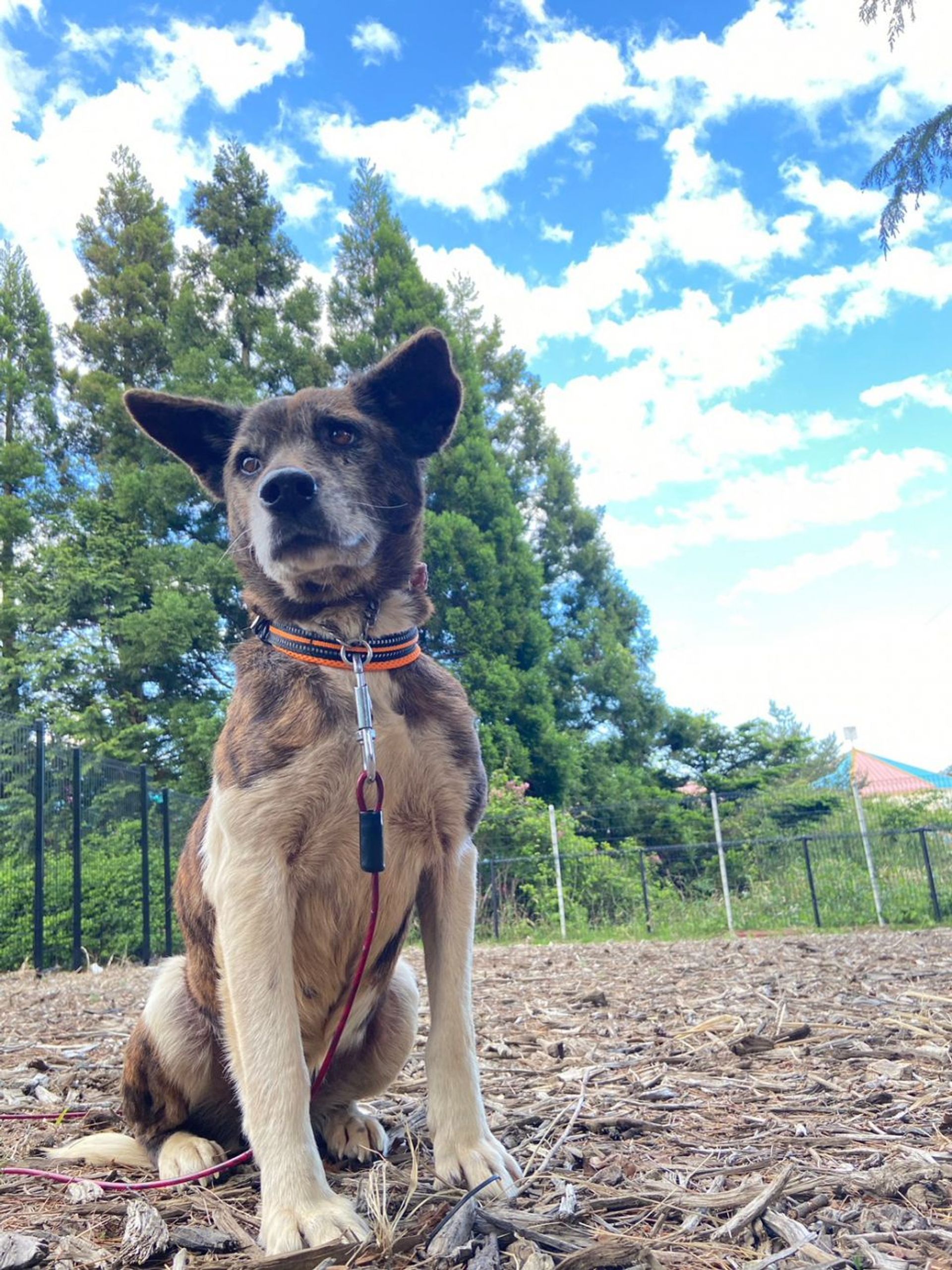 雑種（ミックス犬）・メスの里親募集の写真