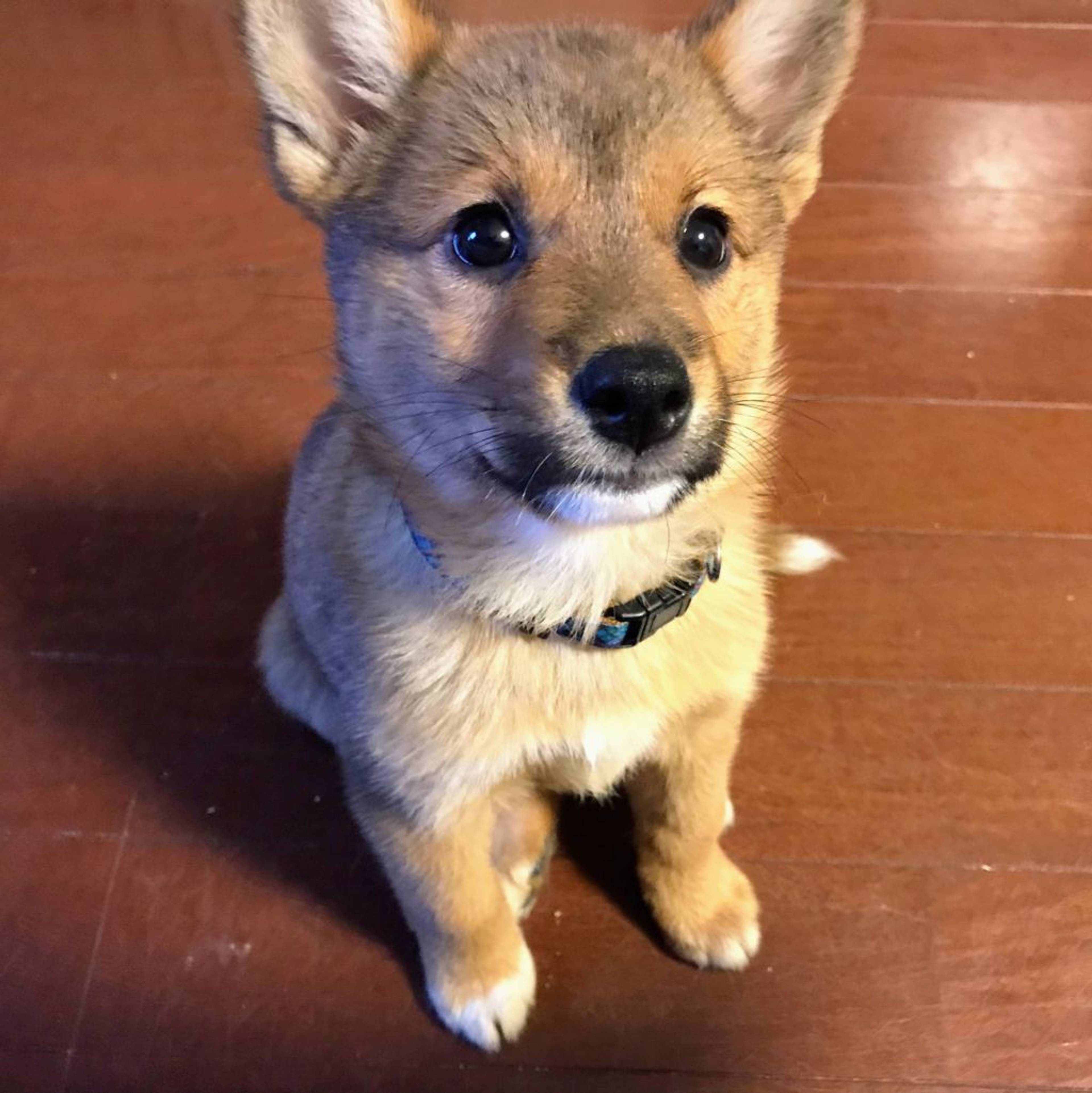 雑種（ミックス犬）・メスの里親募集の写真