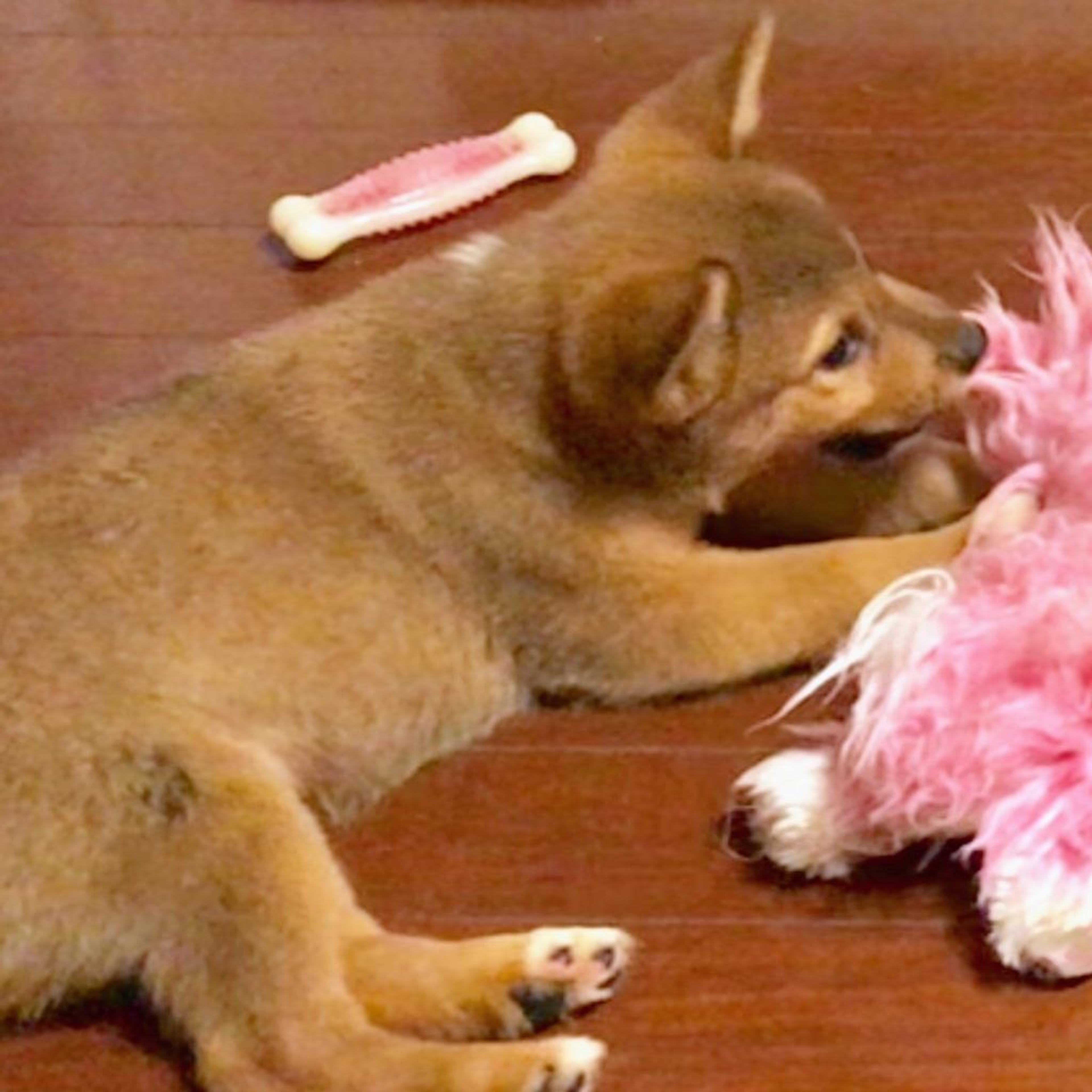 pet-image-2
