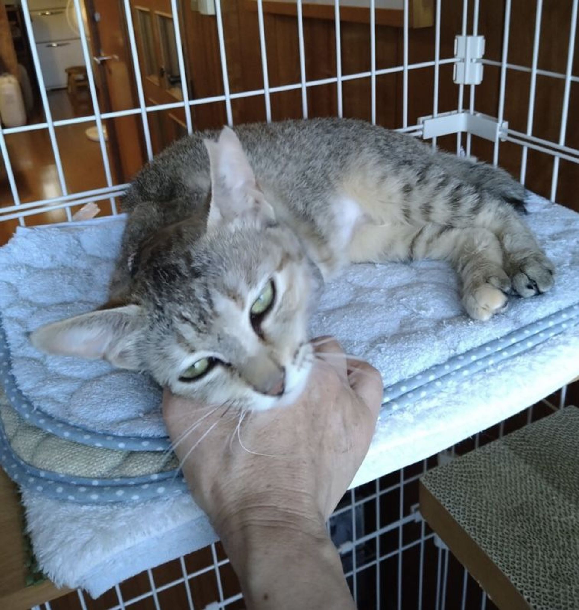 雑種（ミックス猫）・メスの里親募集の写真