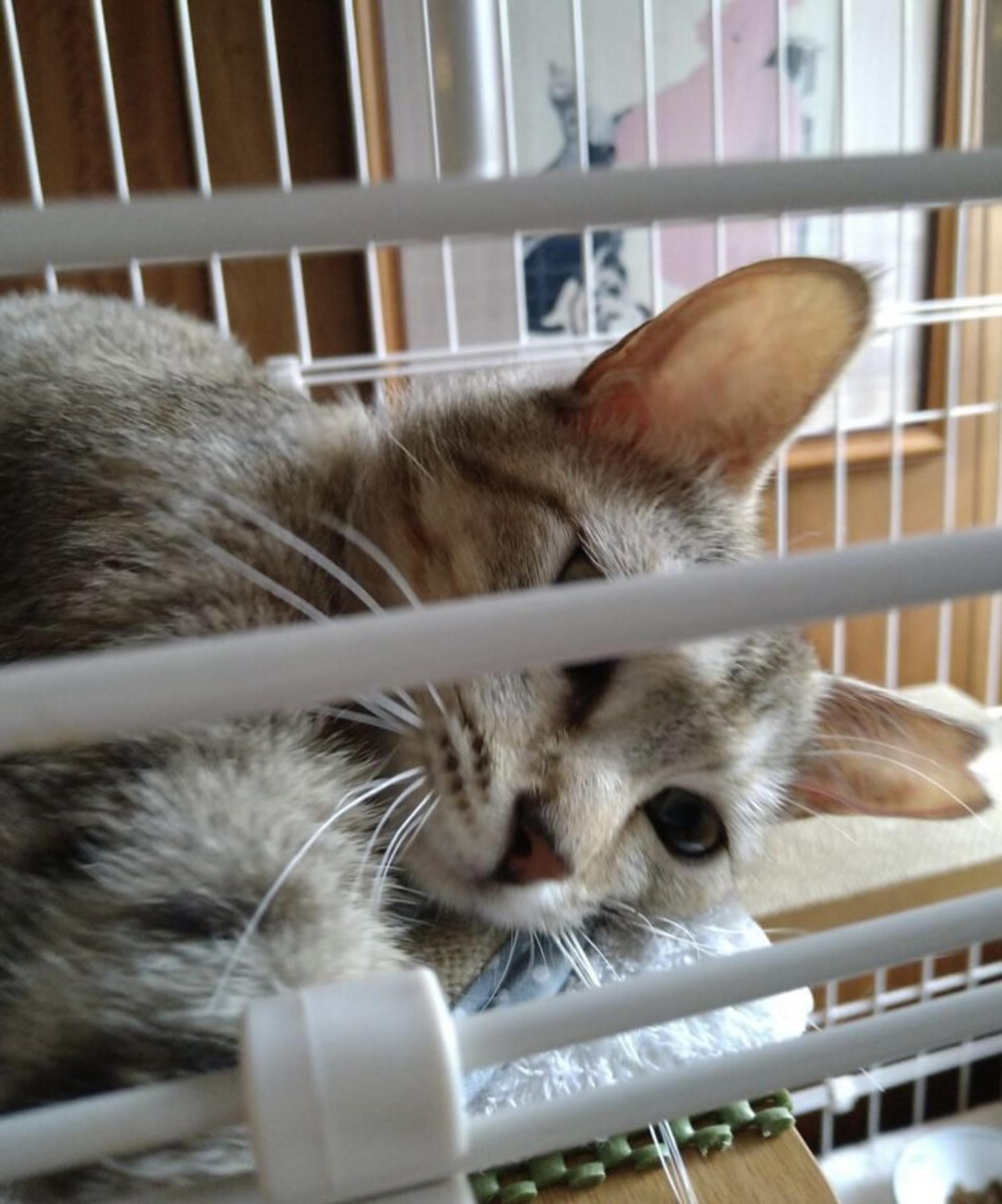 pet-image-3