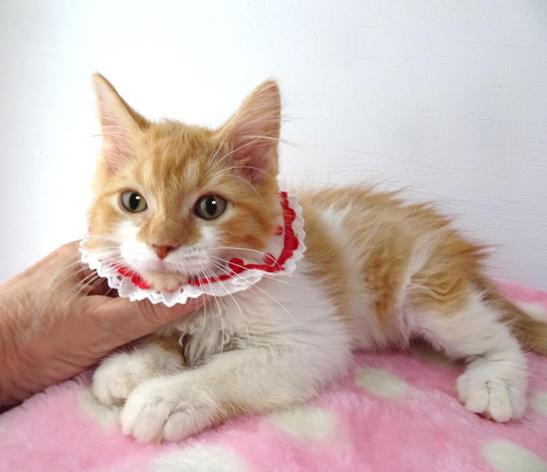 pet-image-2