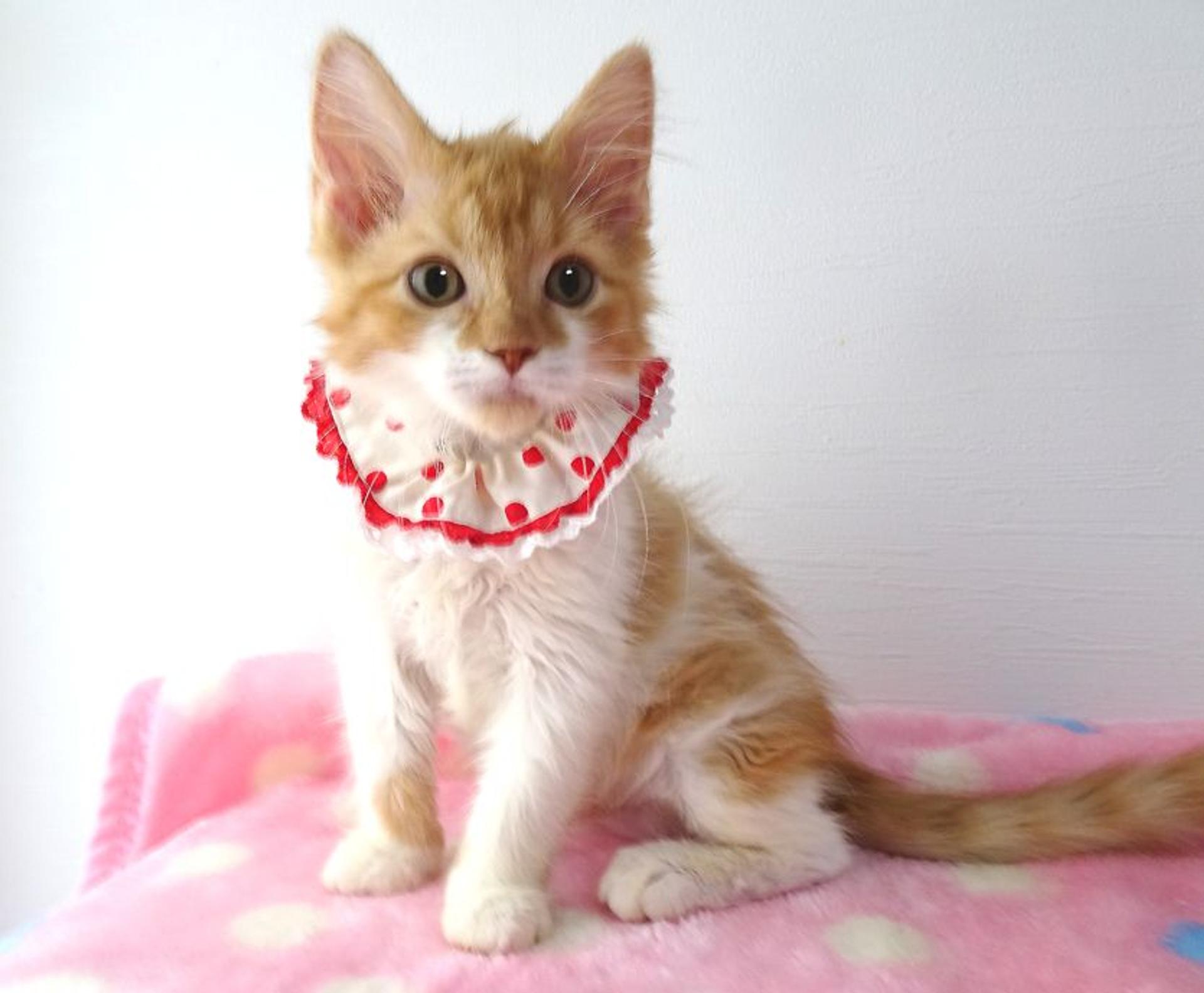 pet-image-4