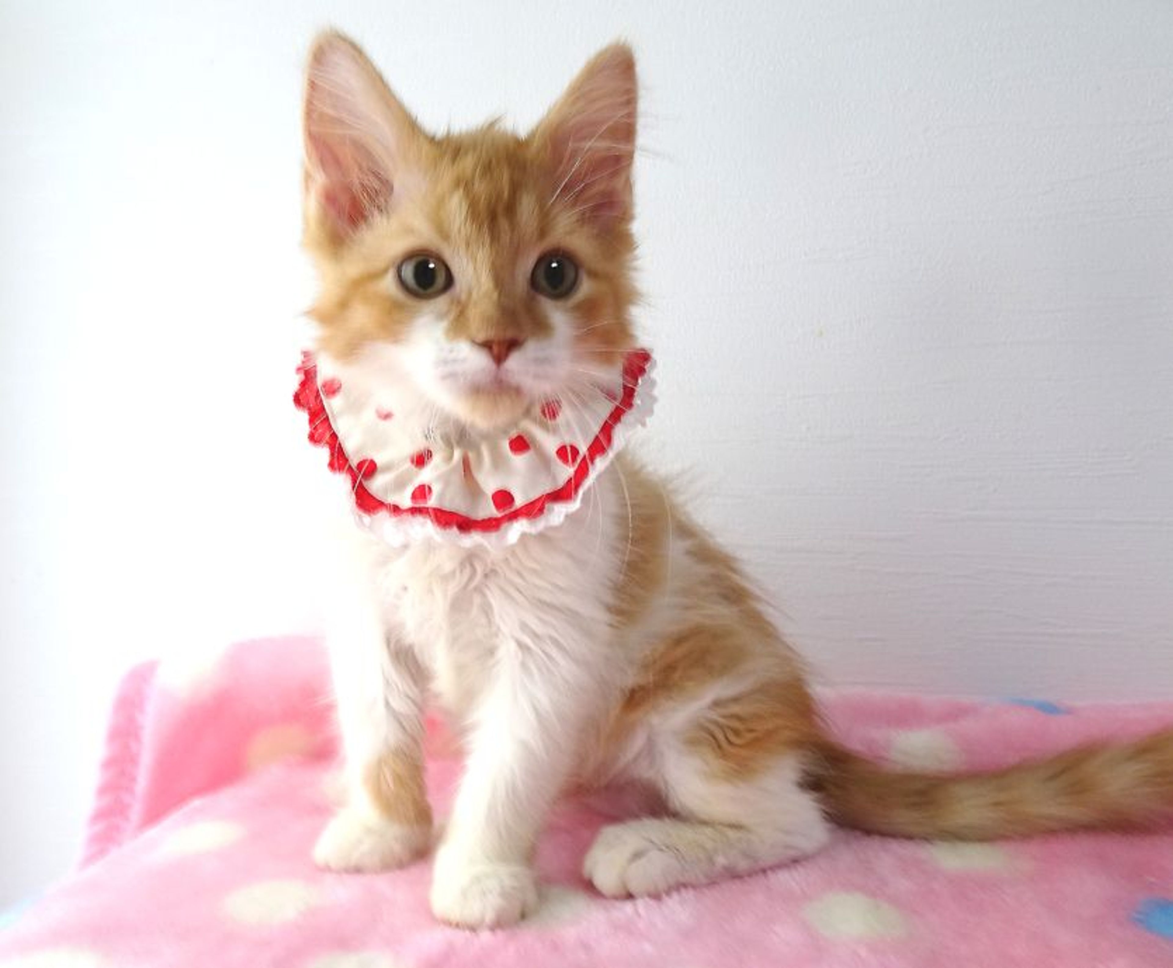 pet-image-4