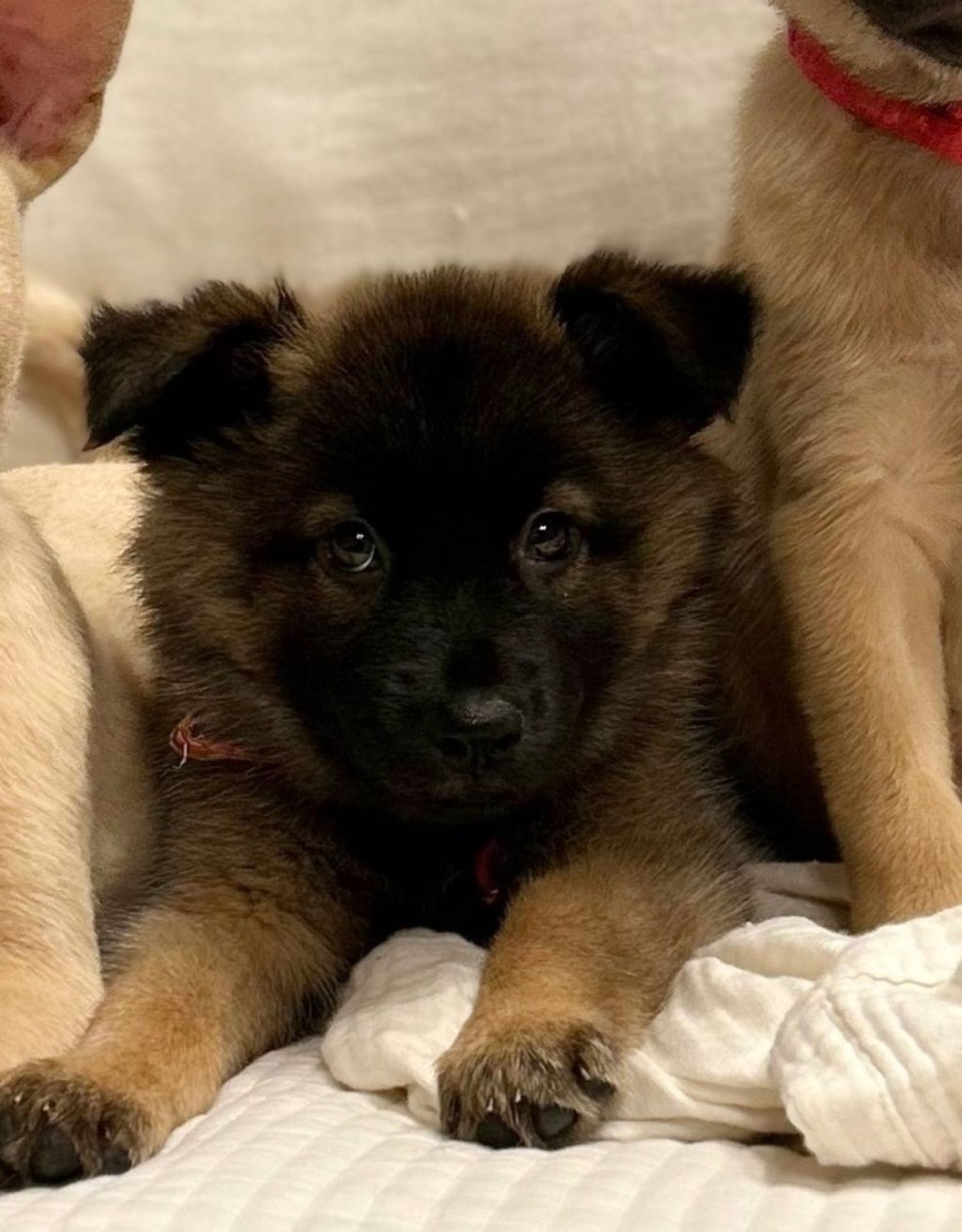 雑種（ミックス犬）・メスの里親募集の写真
