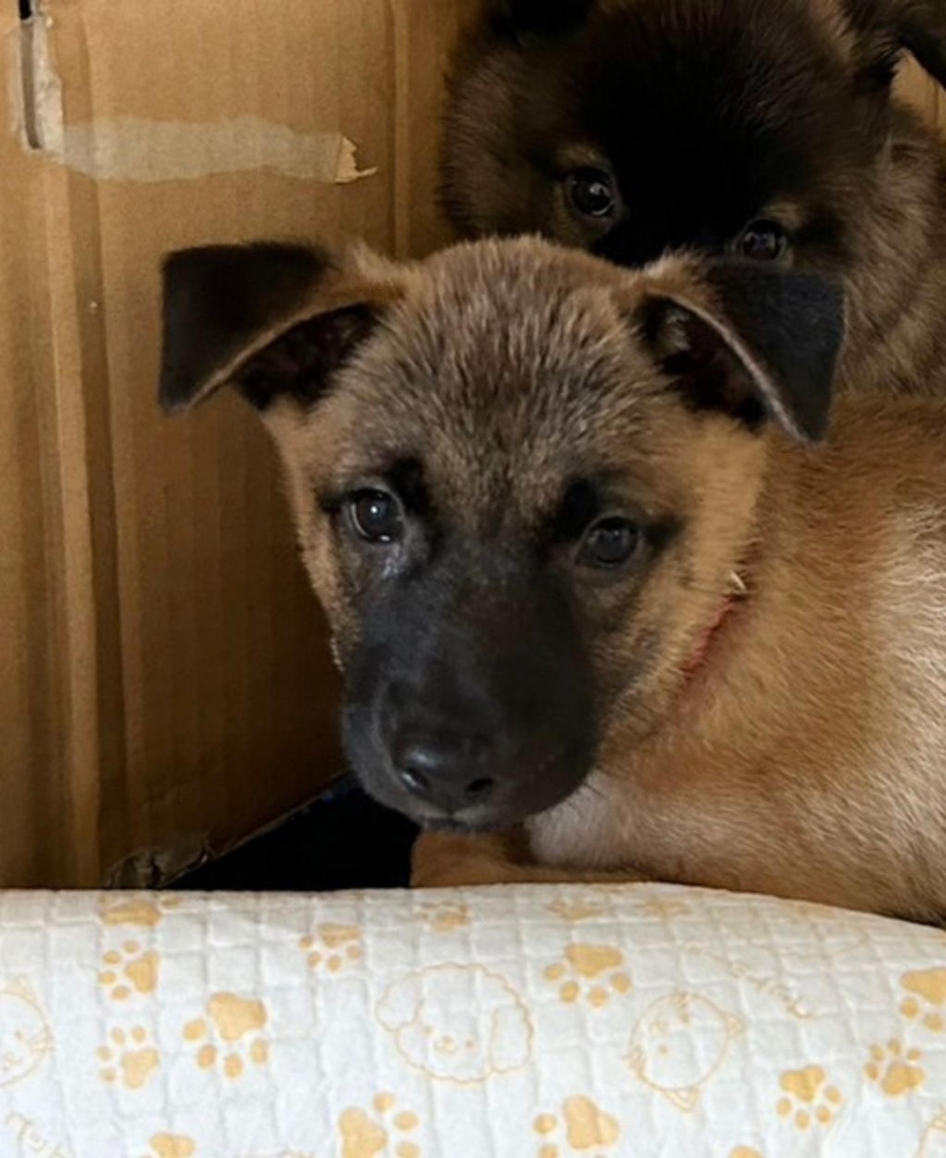 pet-image-3