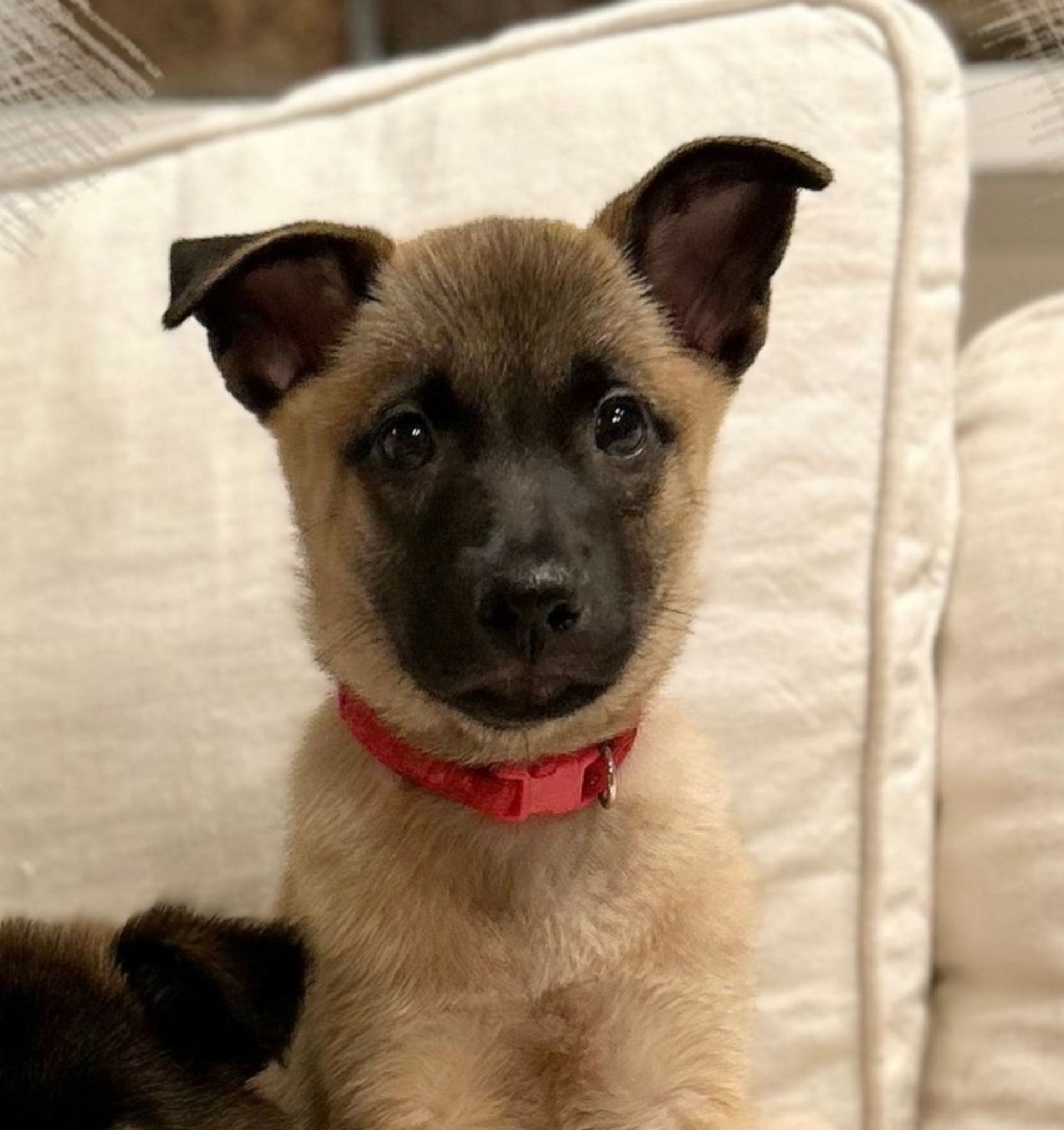 雑種（ミックス犬）・オスの里親募集の写真
