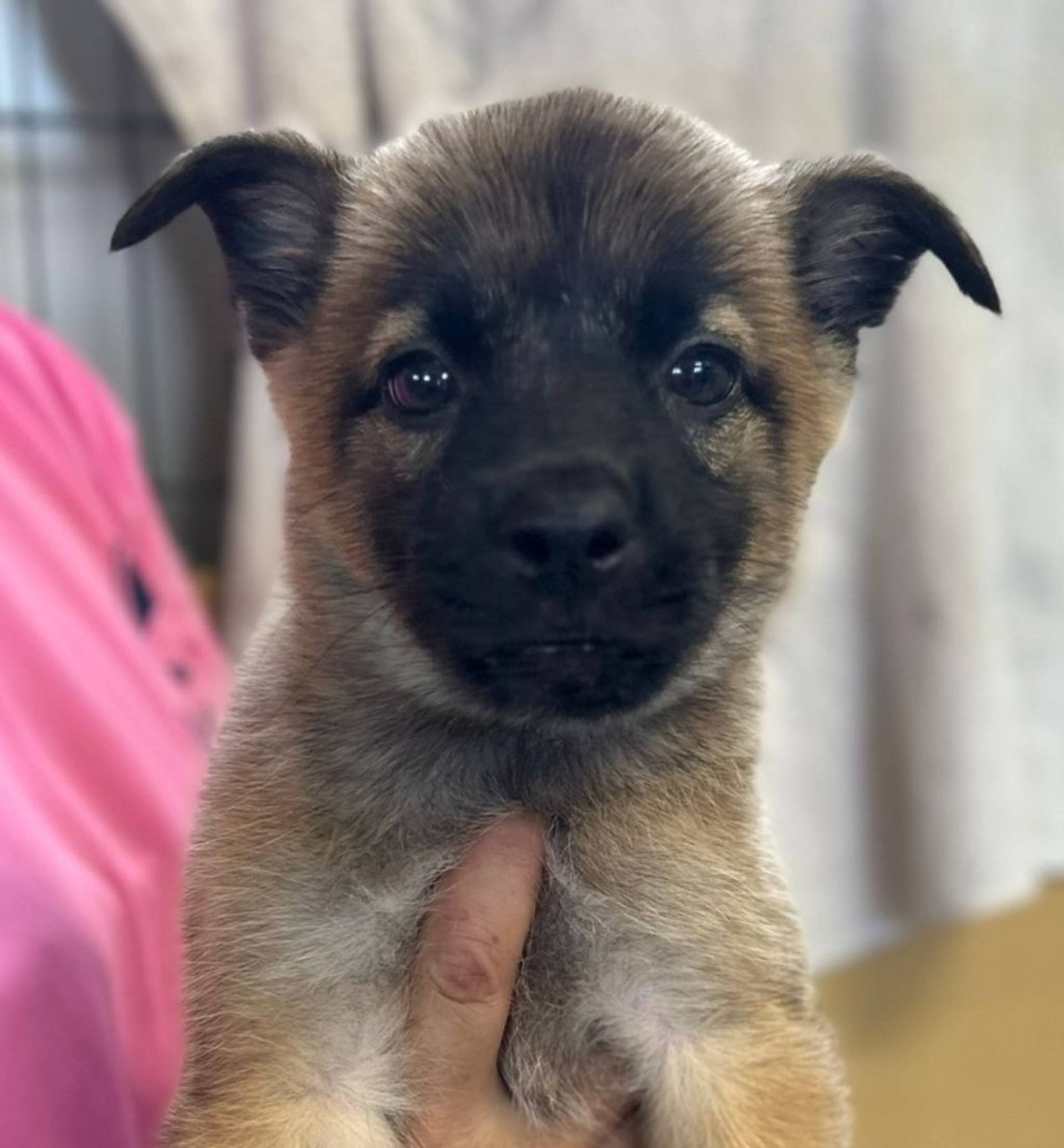 雑種（ミックス犬）・メスの里親募集の写真