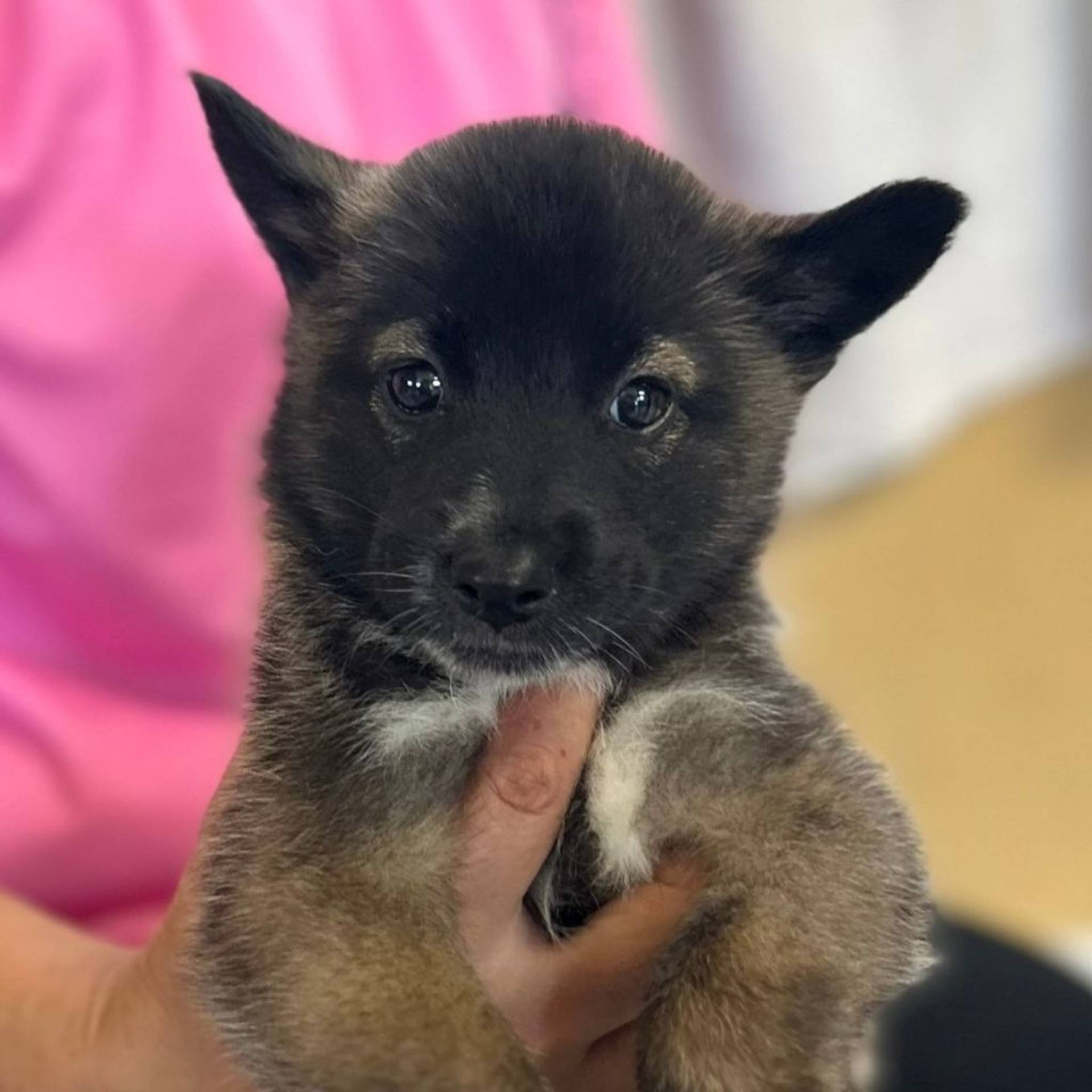 雑種（ミックス犬）・オスの里親募集の写真