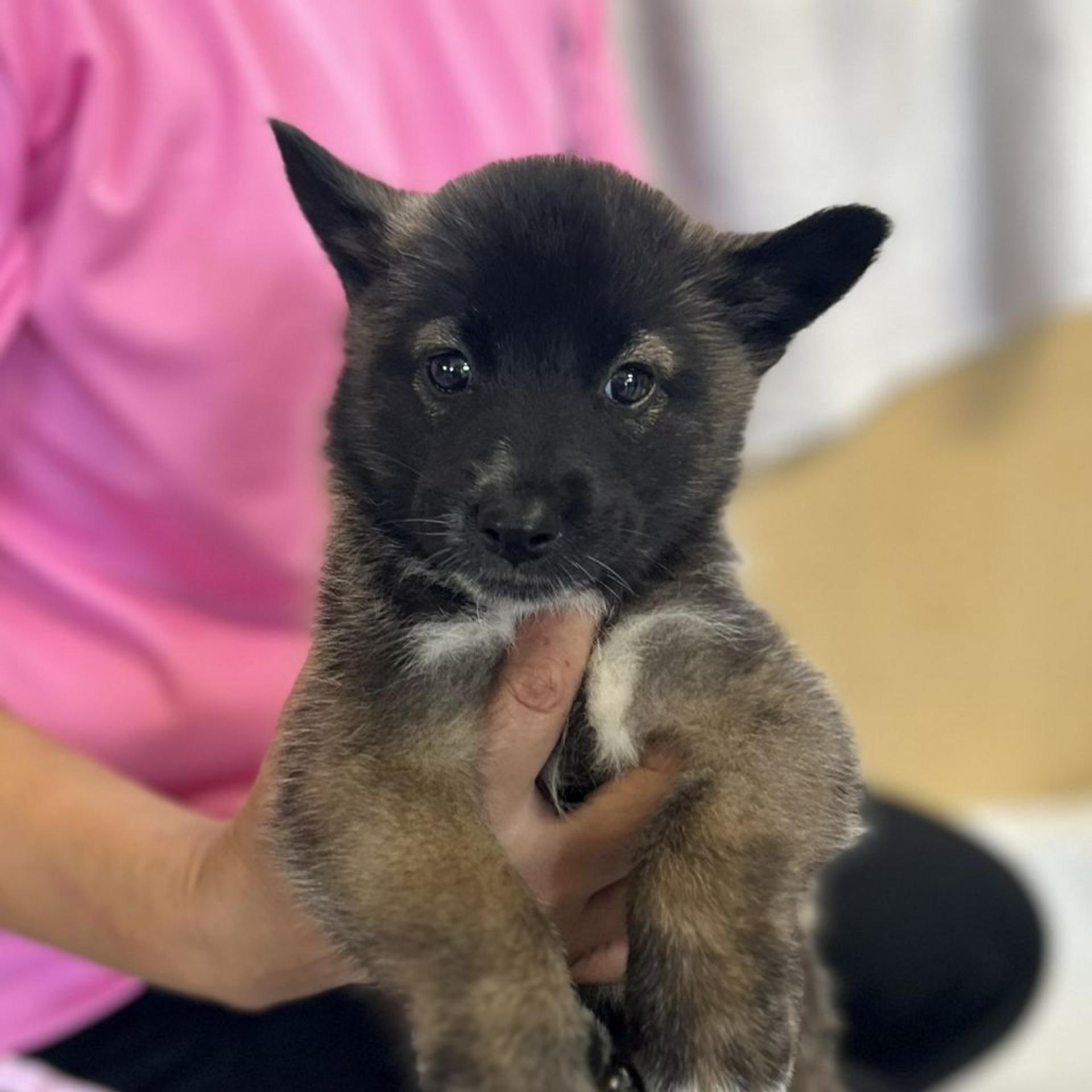 pet-image-3