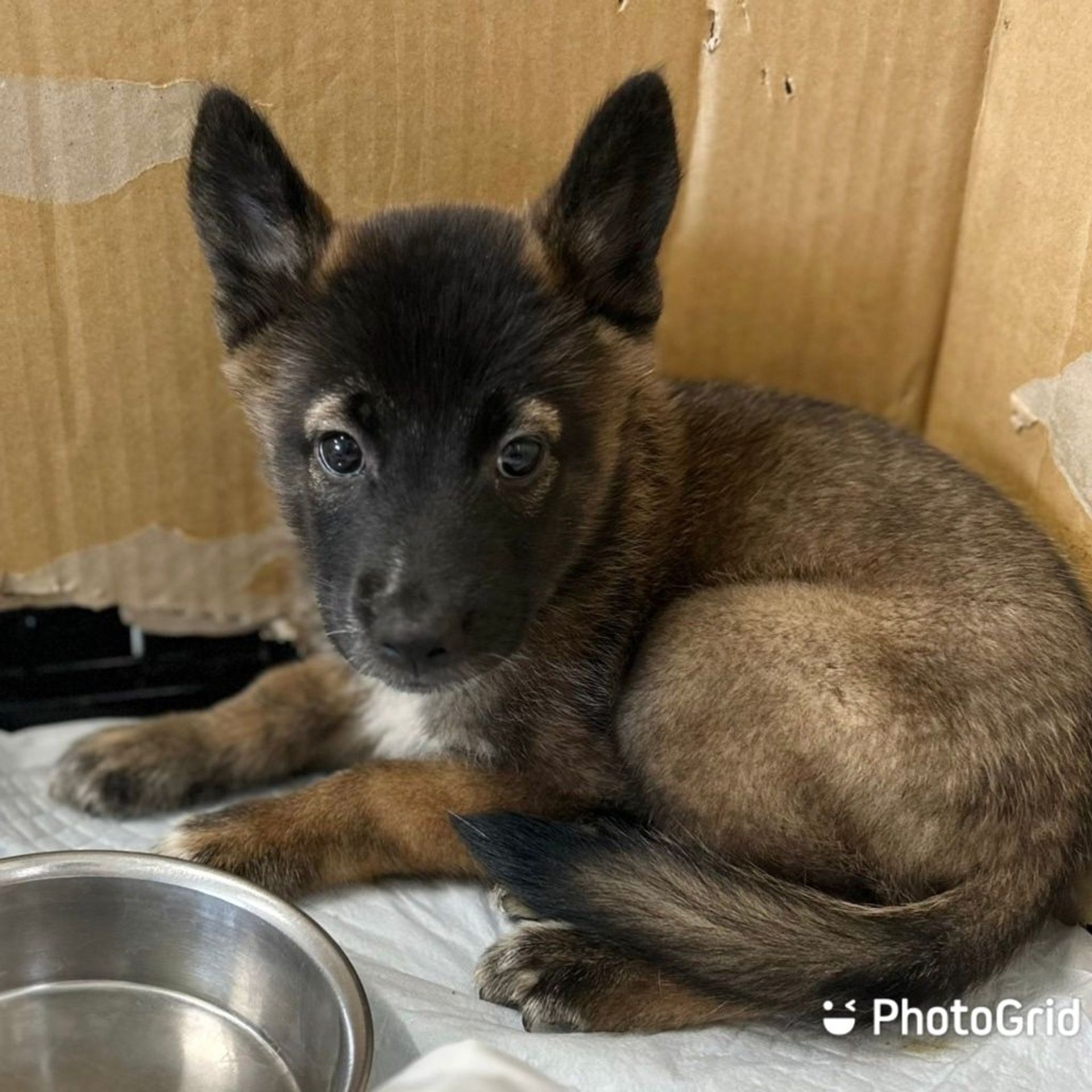 雑種（ミックス犬）・オスの里親募集の写真
