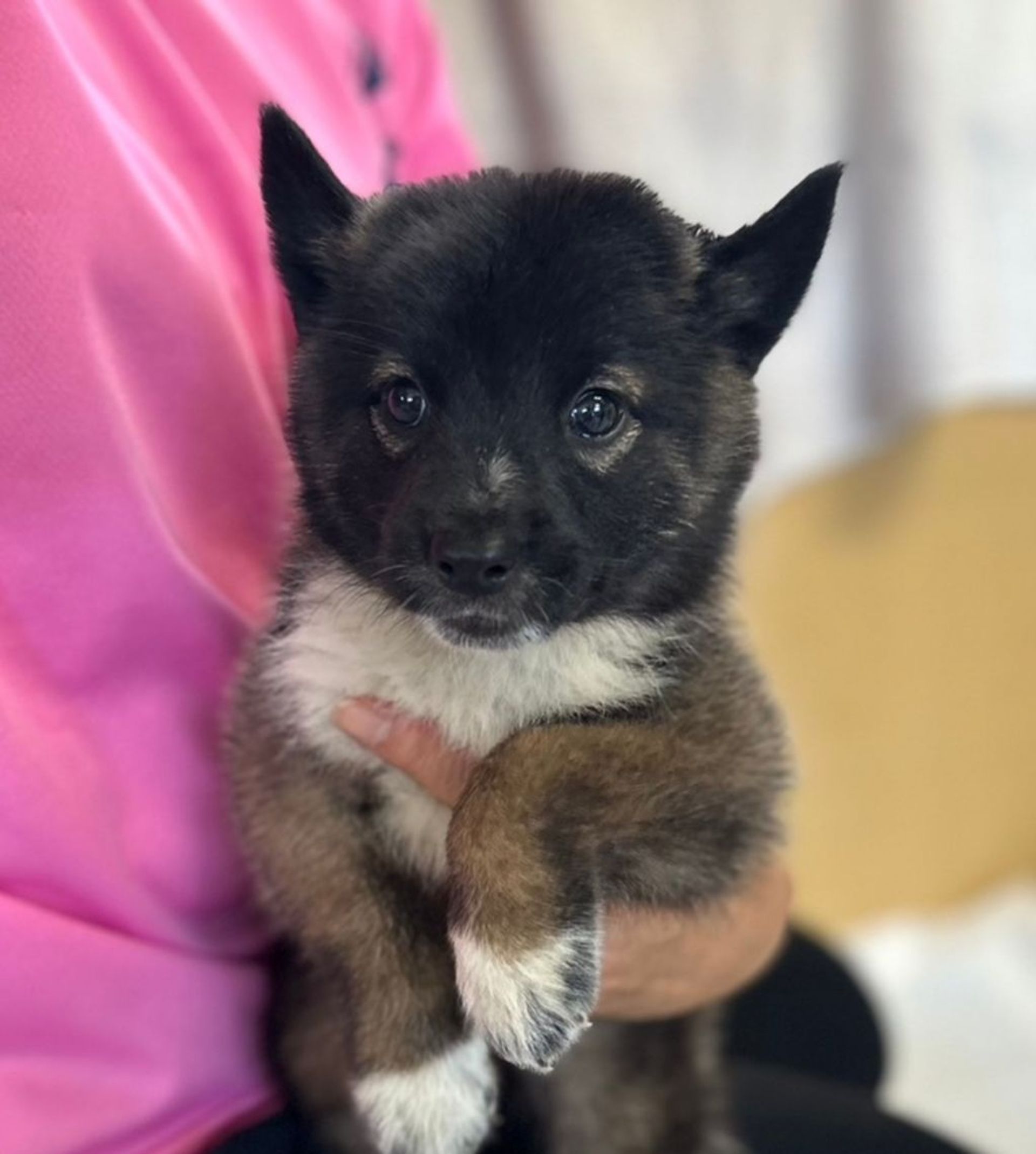 雑種（ミックス犬）・オスの里親募集の写真