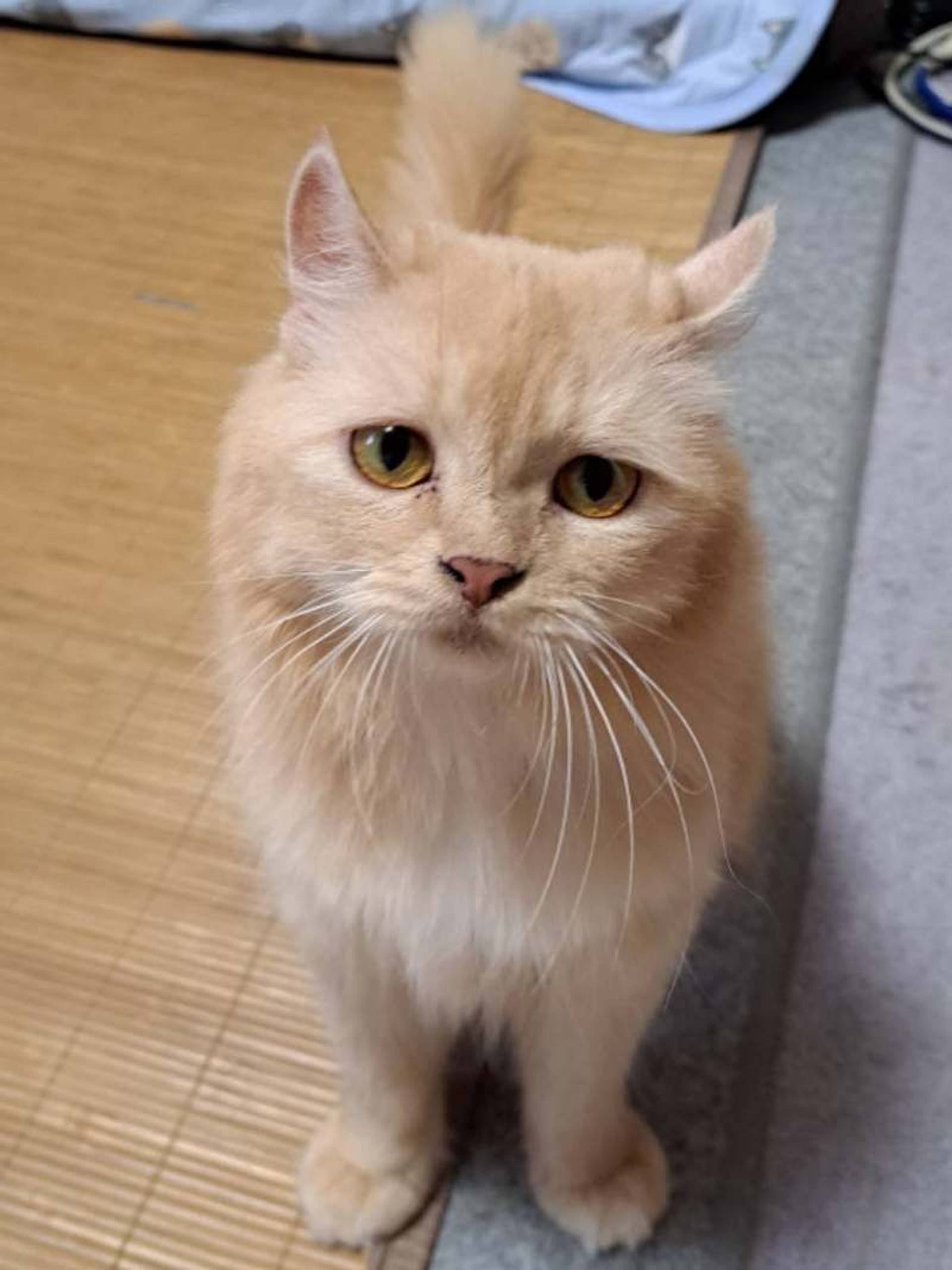 雑種（ミックス猫）・メスの里親募集の写真