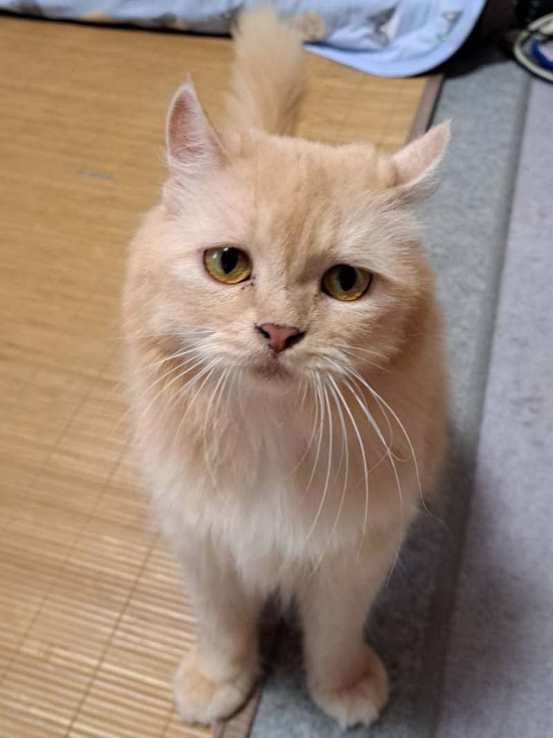 雑種（ミックス猫）・メスの里親募集の写真