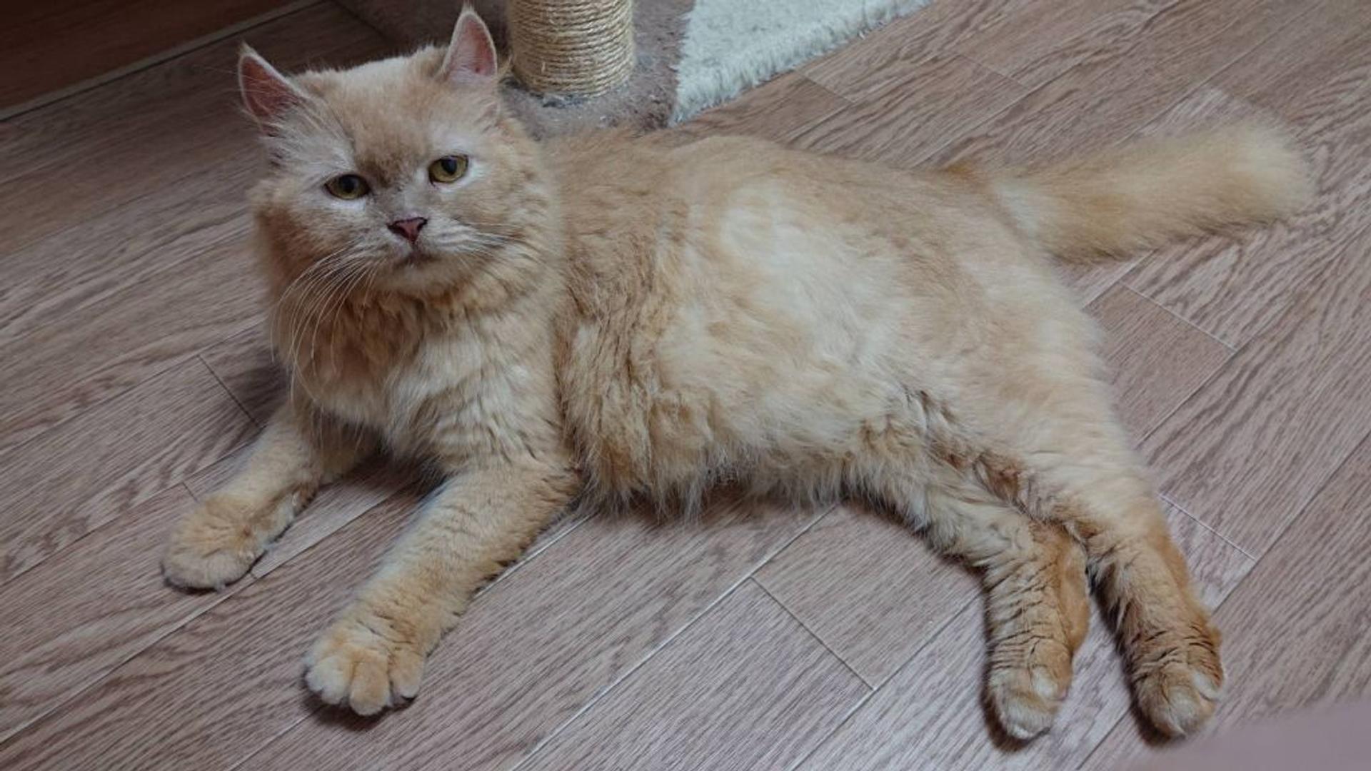 pet-image-2