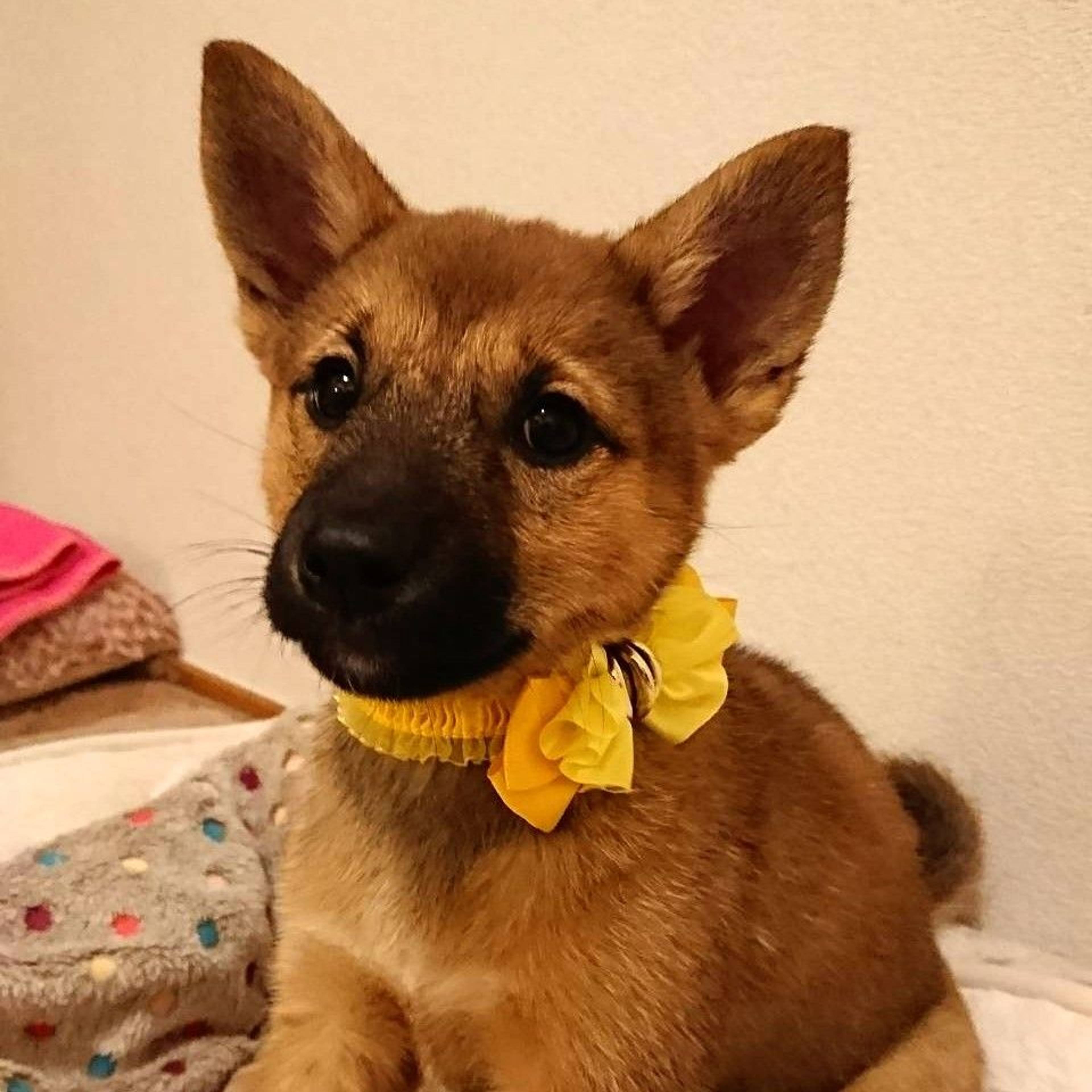 雑種（ミックス犬）・メスの里親募集の写真