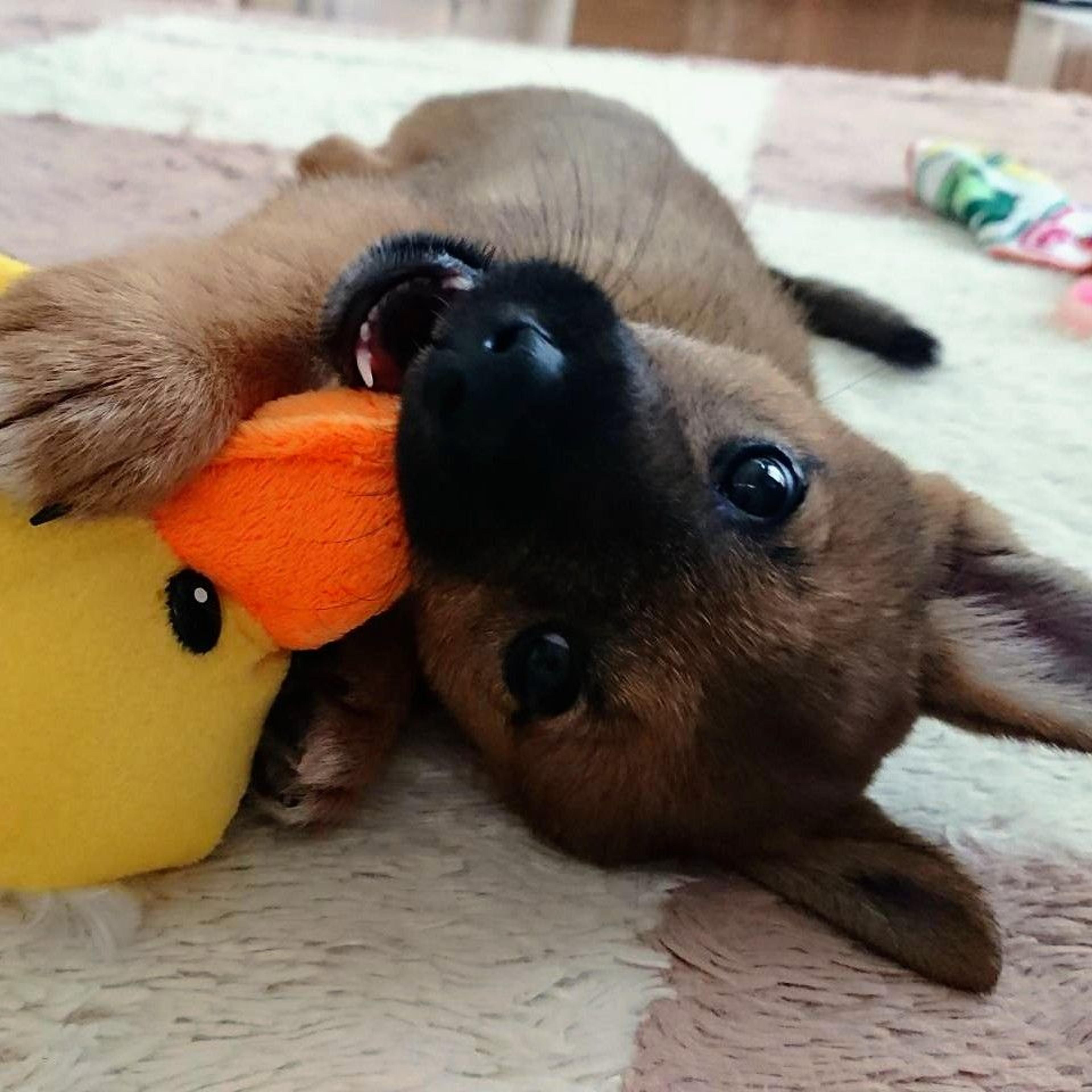 pet-image-2