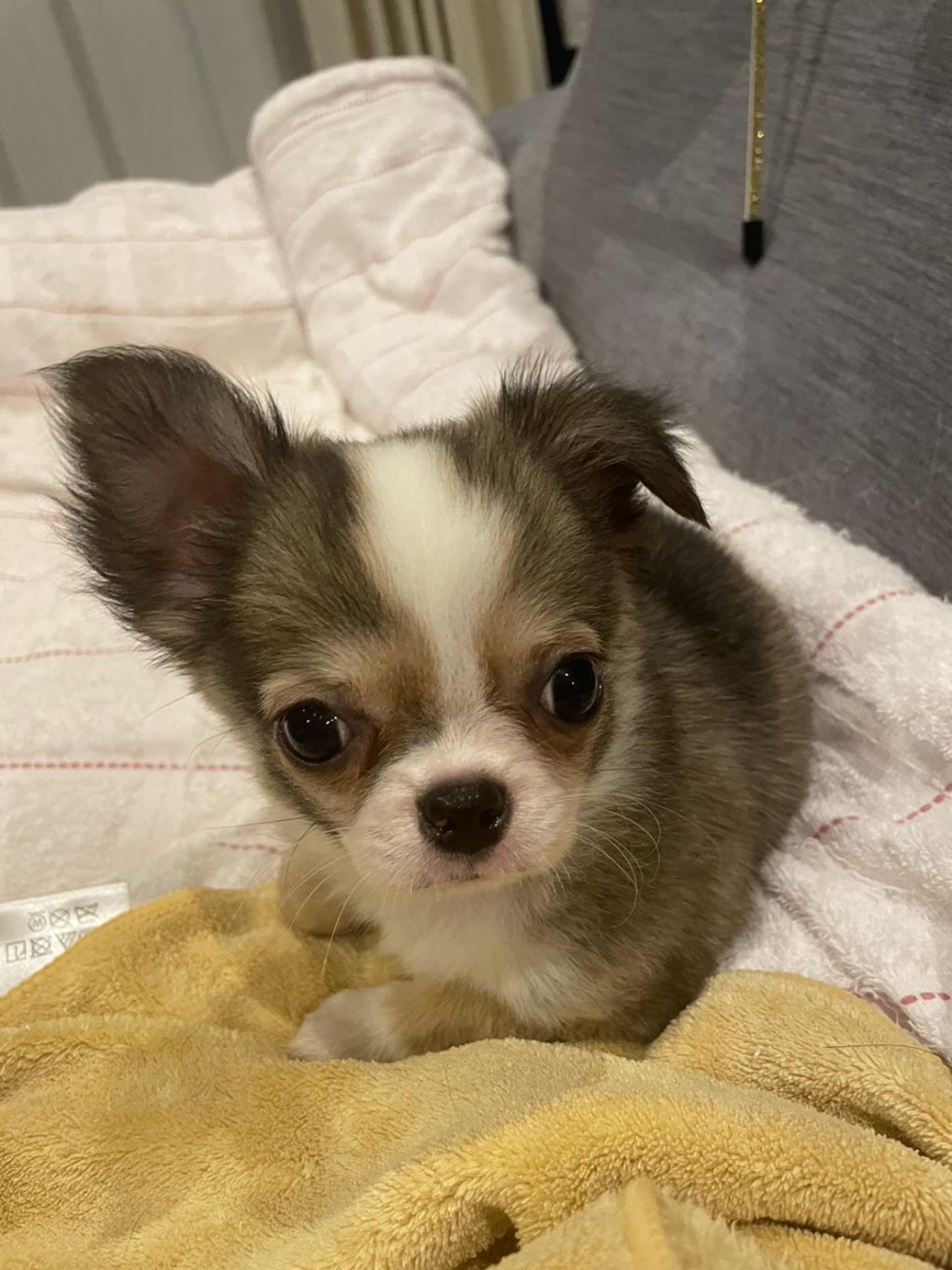 pet-image-2
