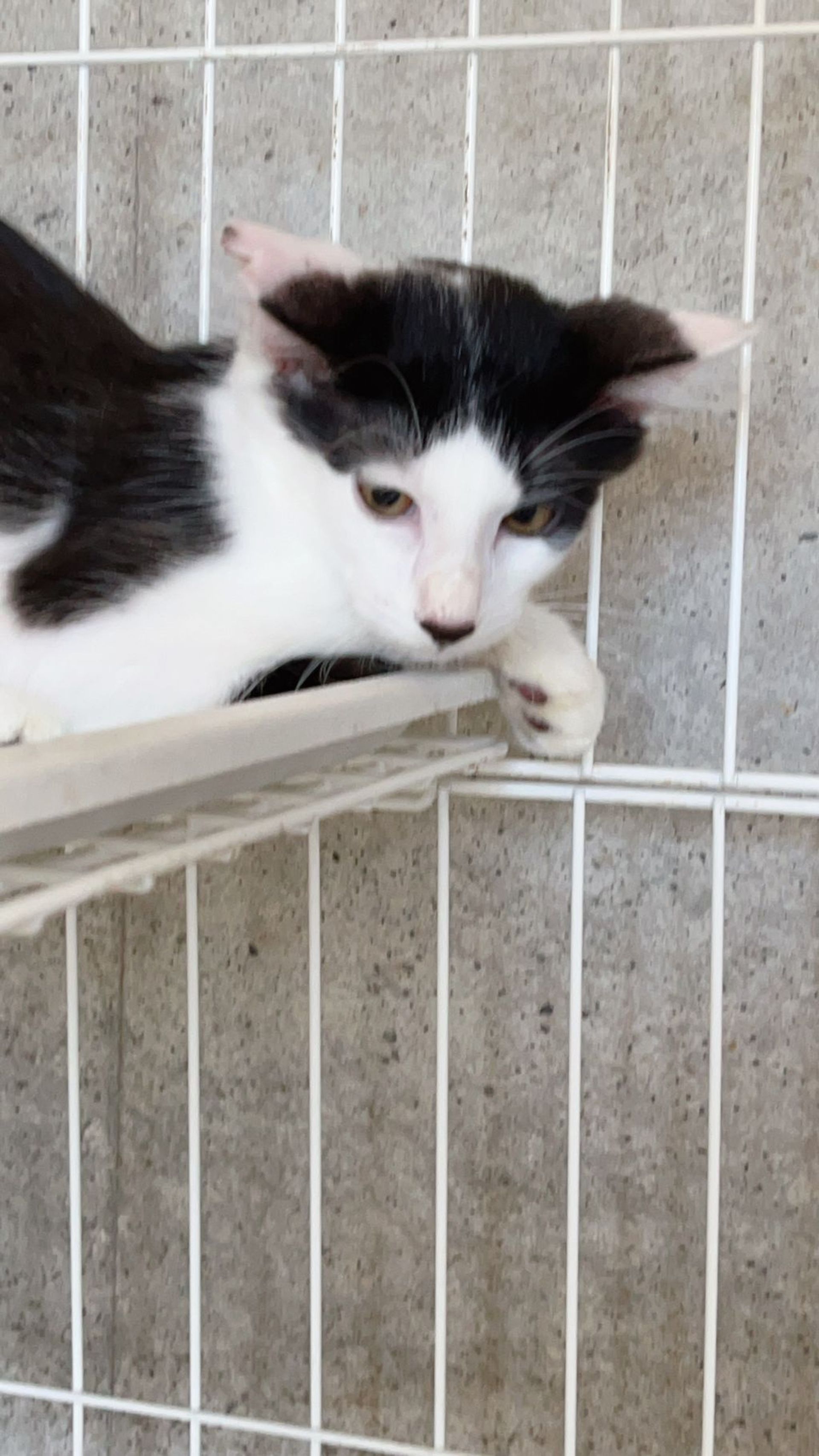 日本猫・オスの里親募集の写真