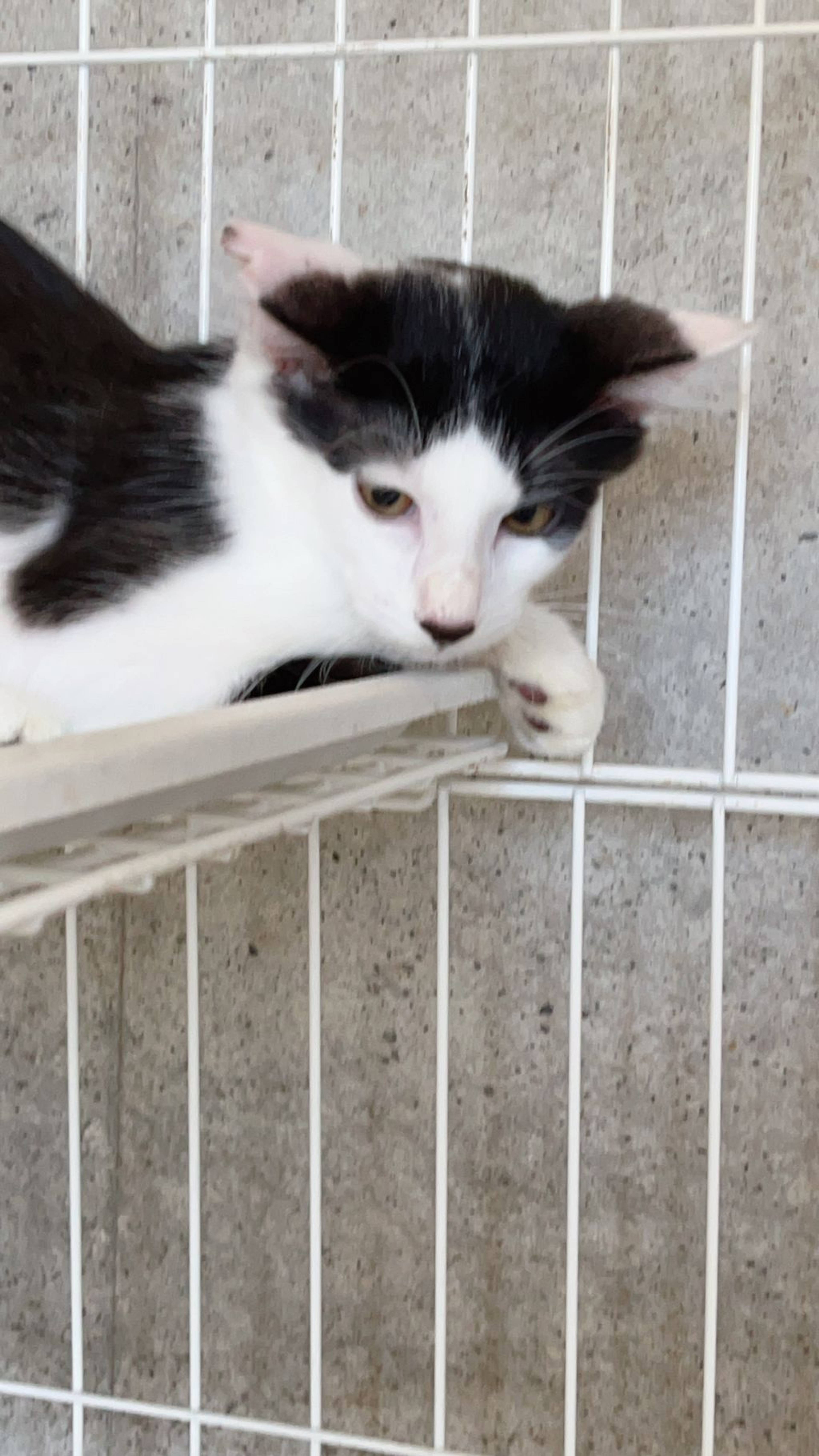 日本猫・オスの里親募集の写真