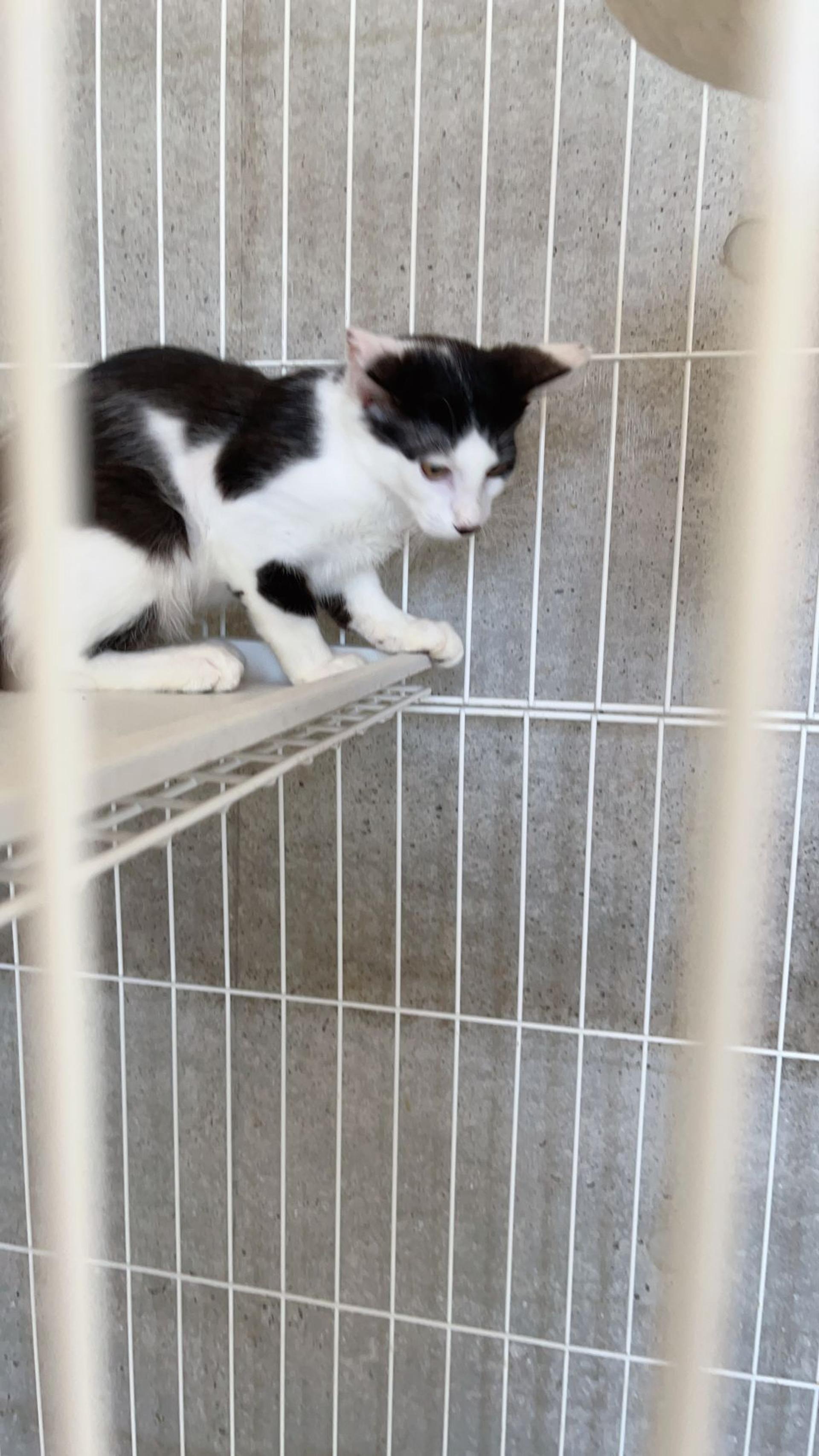 pet-image-2