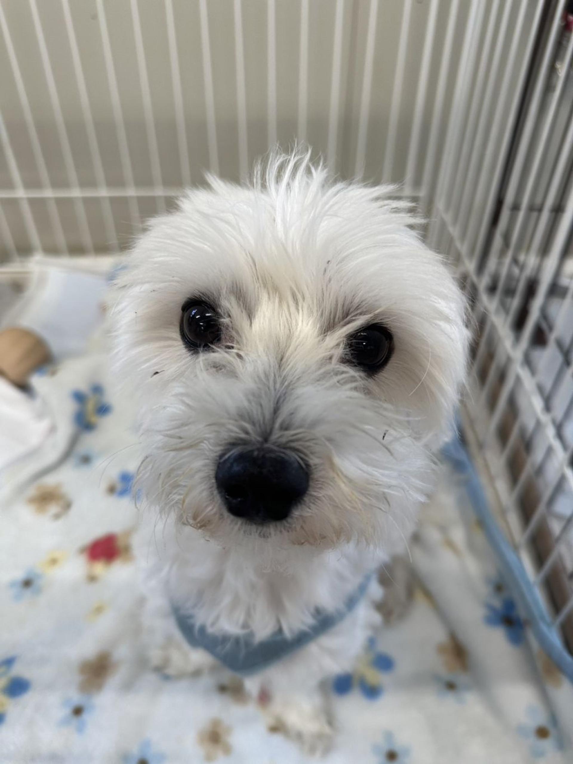 pet-image-3