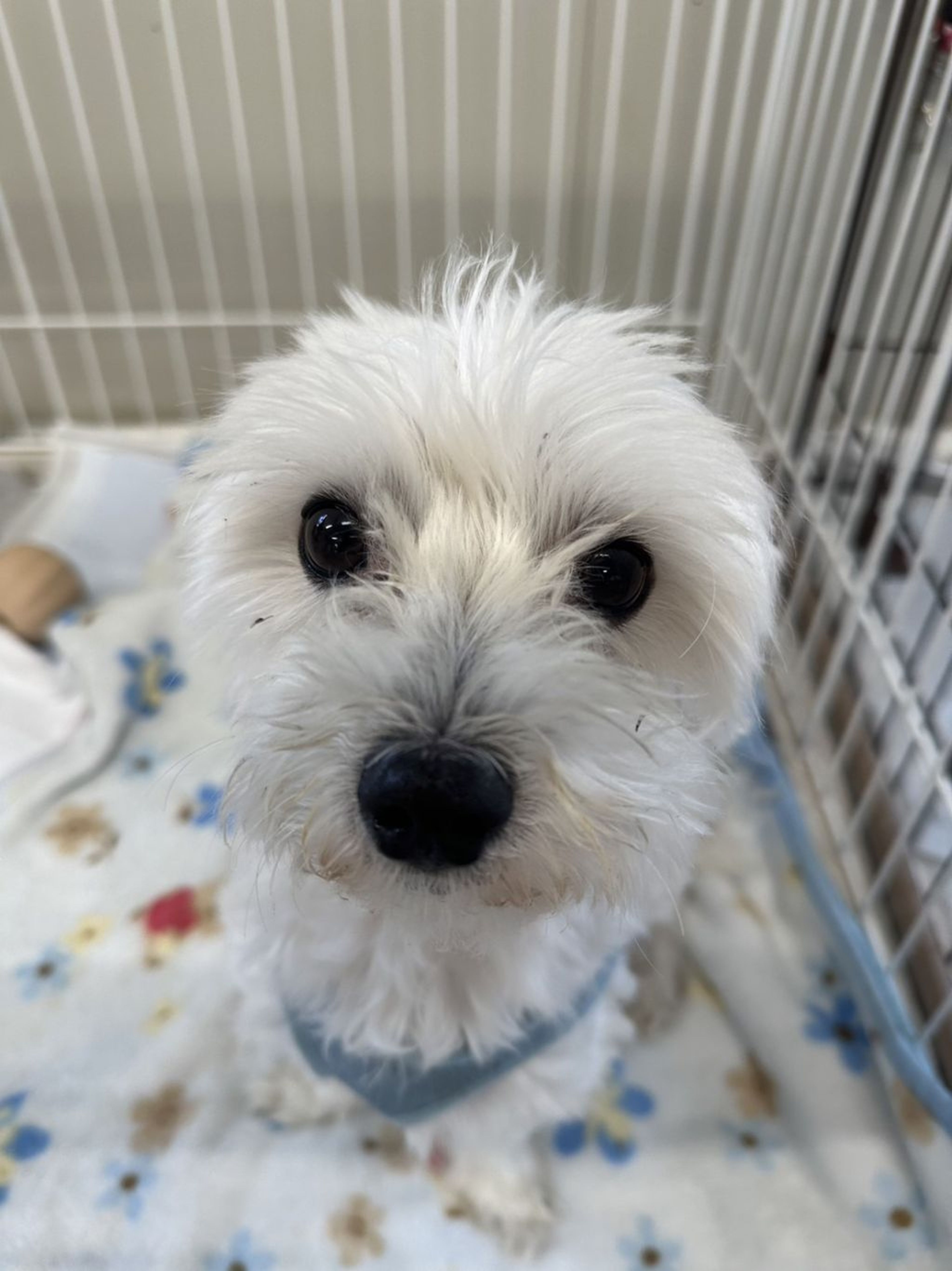 pet-image-3