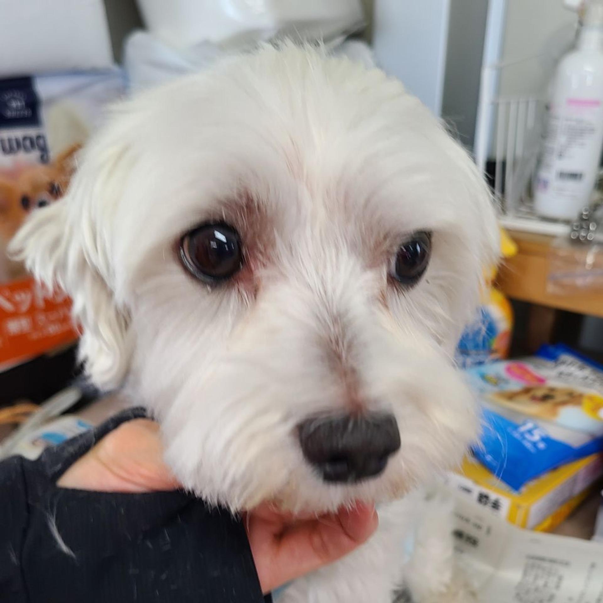 pet-image-2
